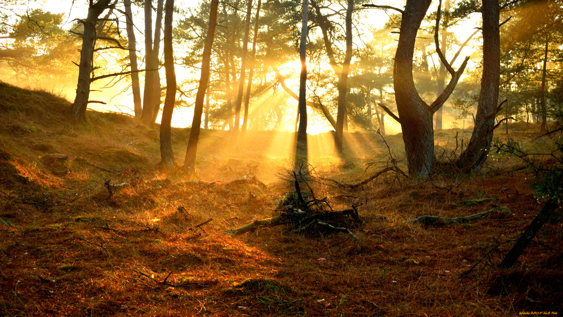 природа, лес, деревья