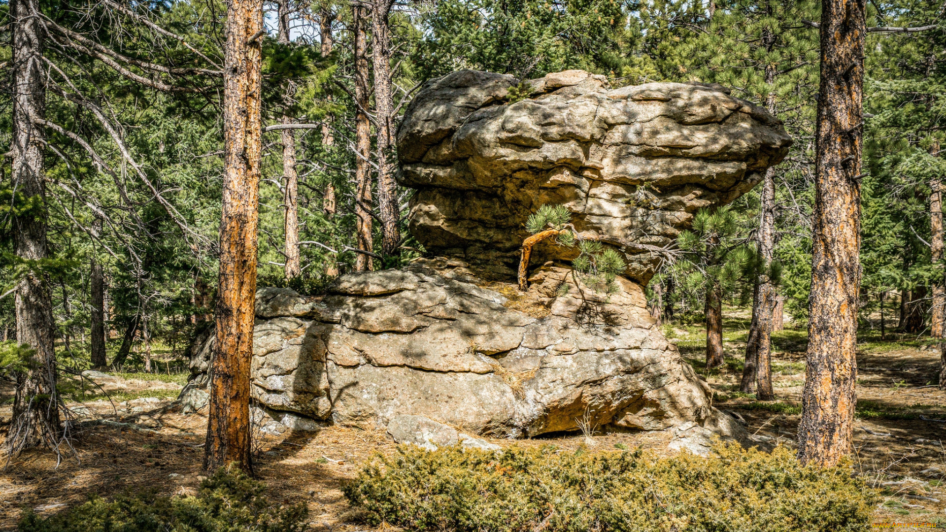 природа, лес, деревья