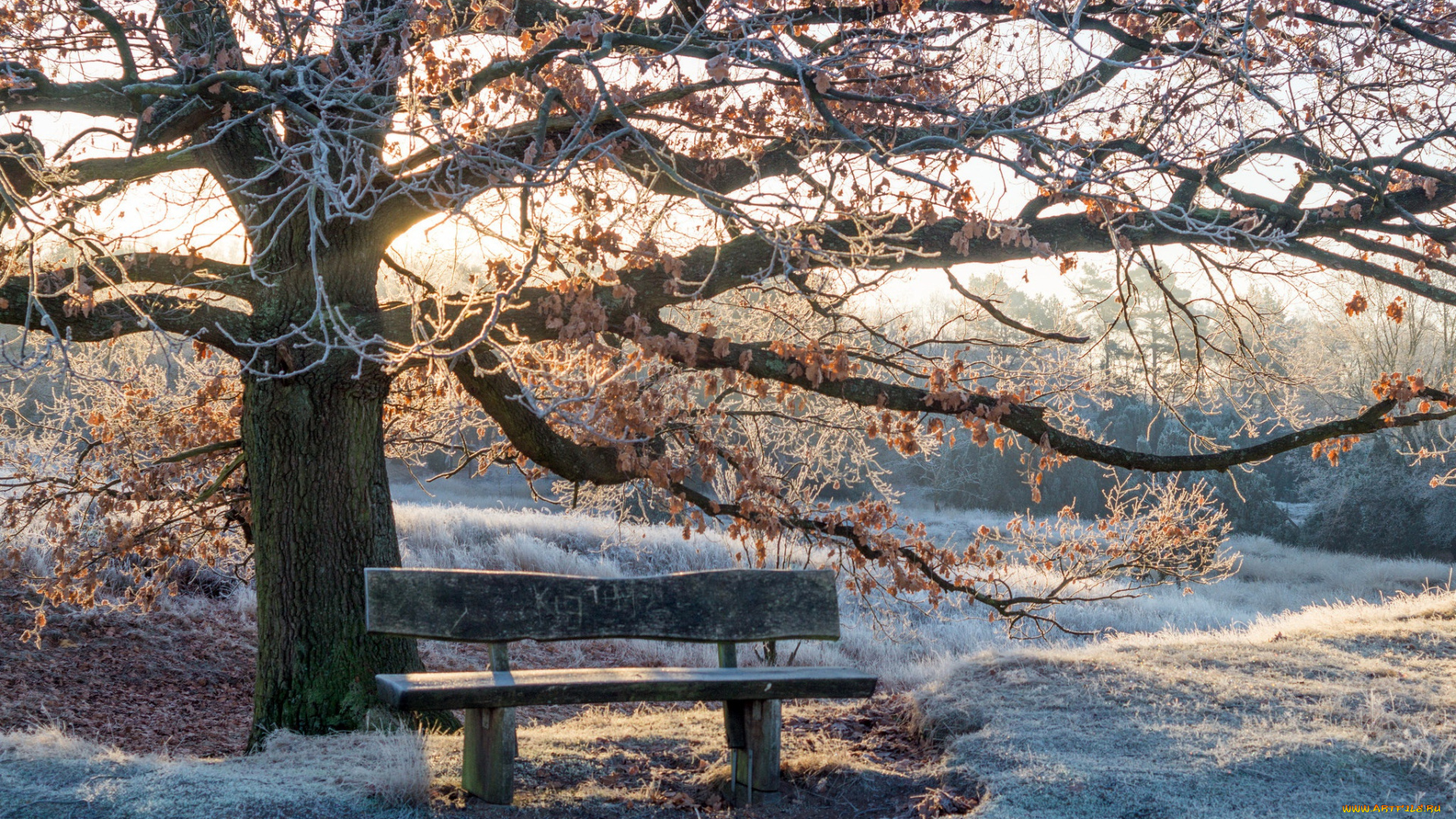 природа, парк, свет, зима, скамья