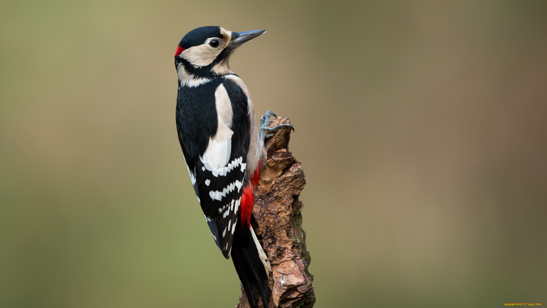 животные, дятлы, птичка