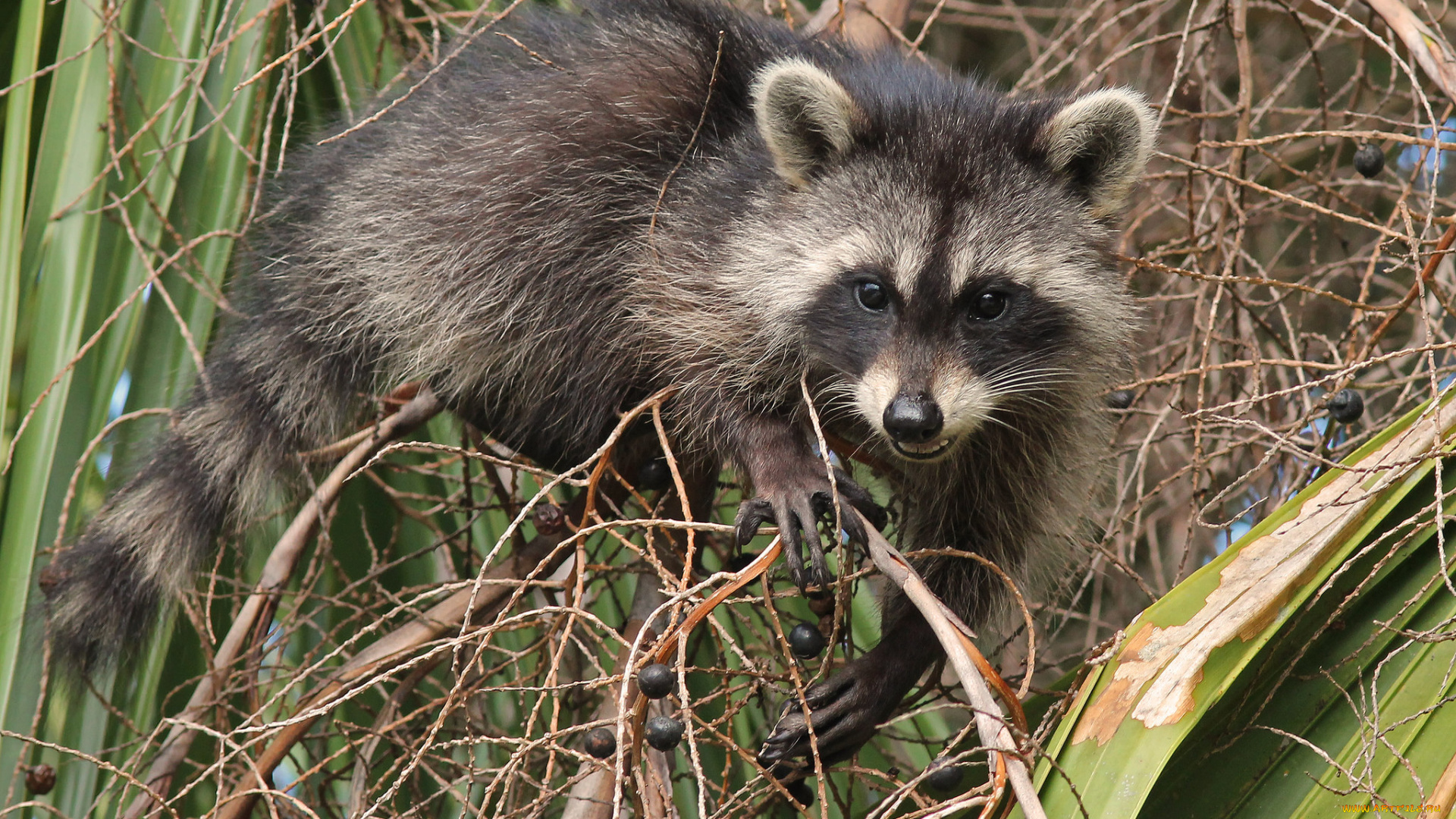 животные, еноты, енот