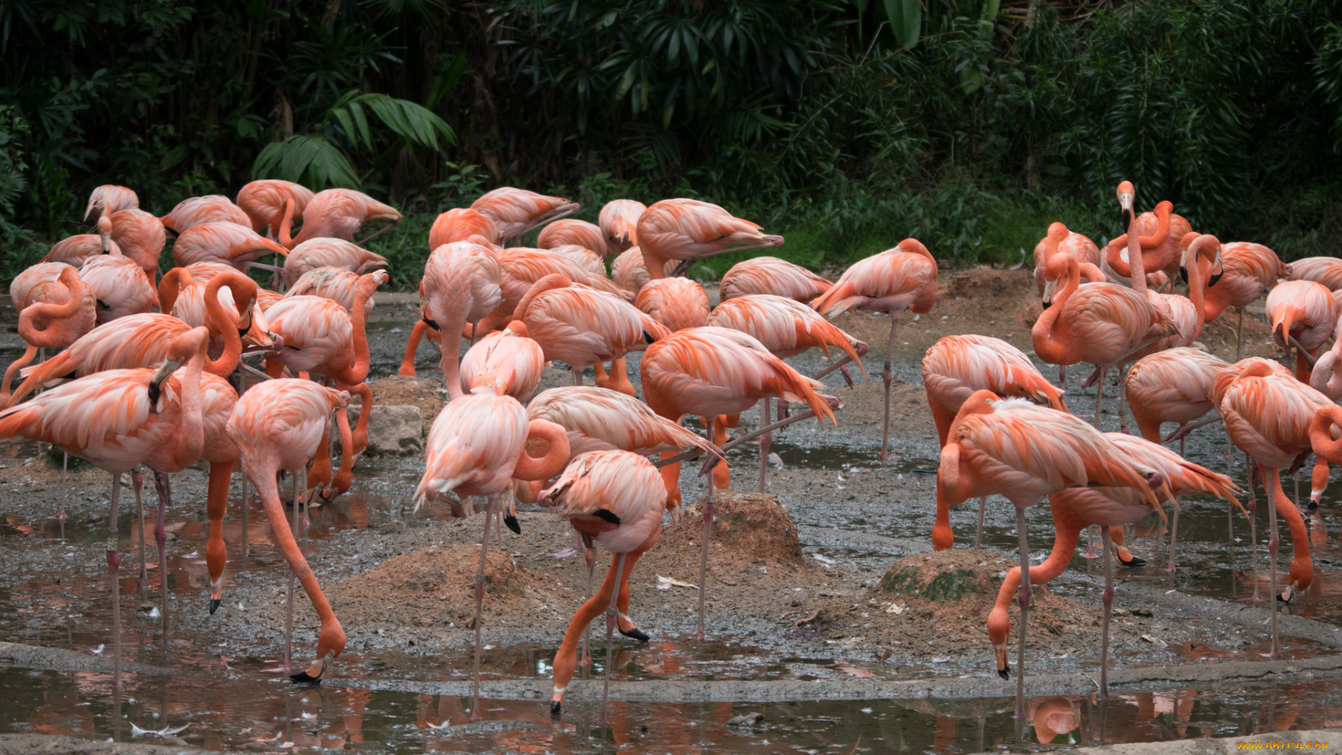 животные, фламинго, птичка