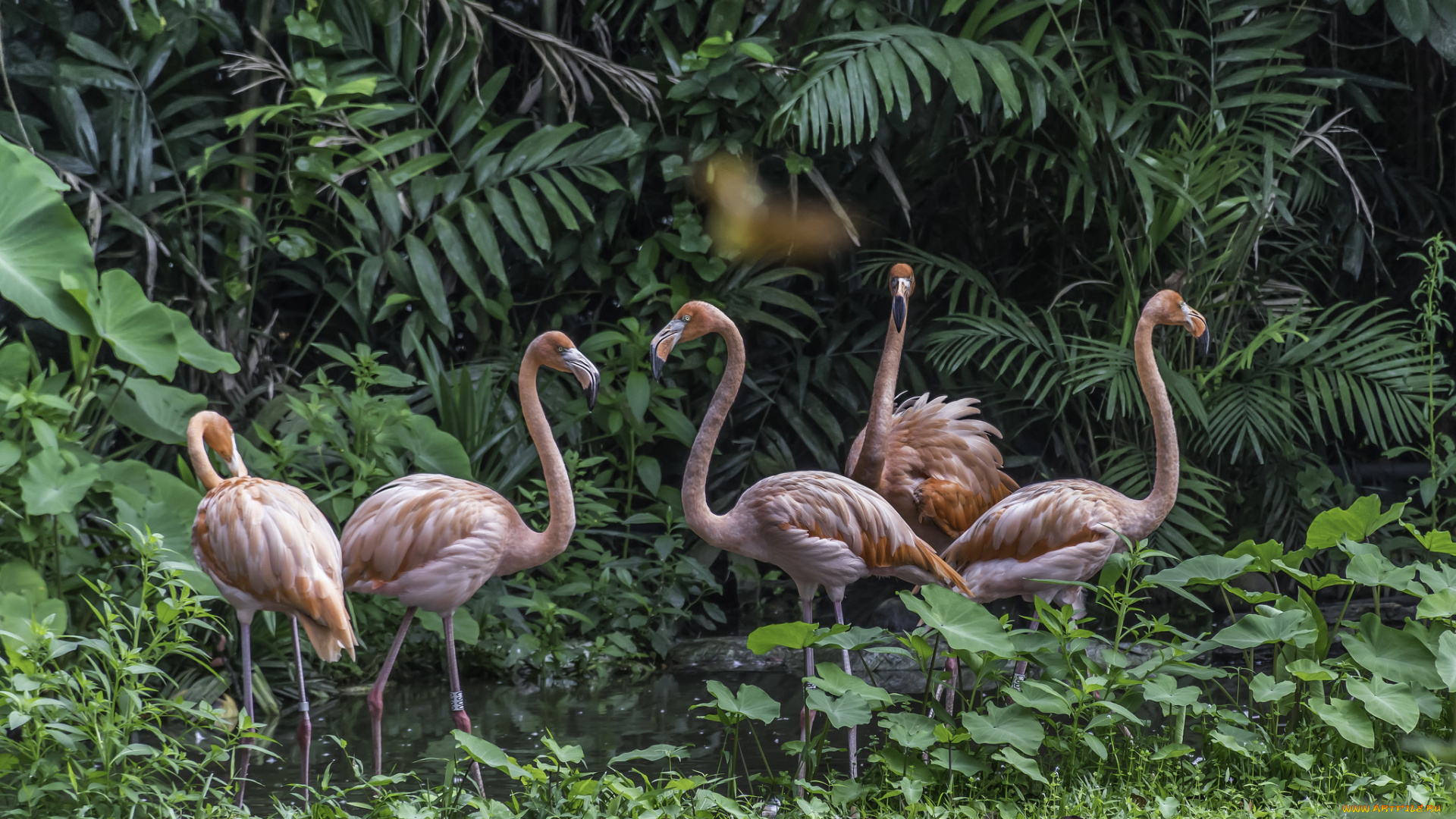 животные, фламинго, птичка