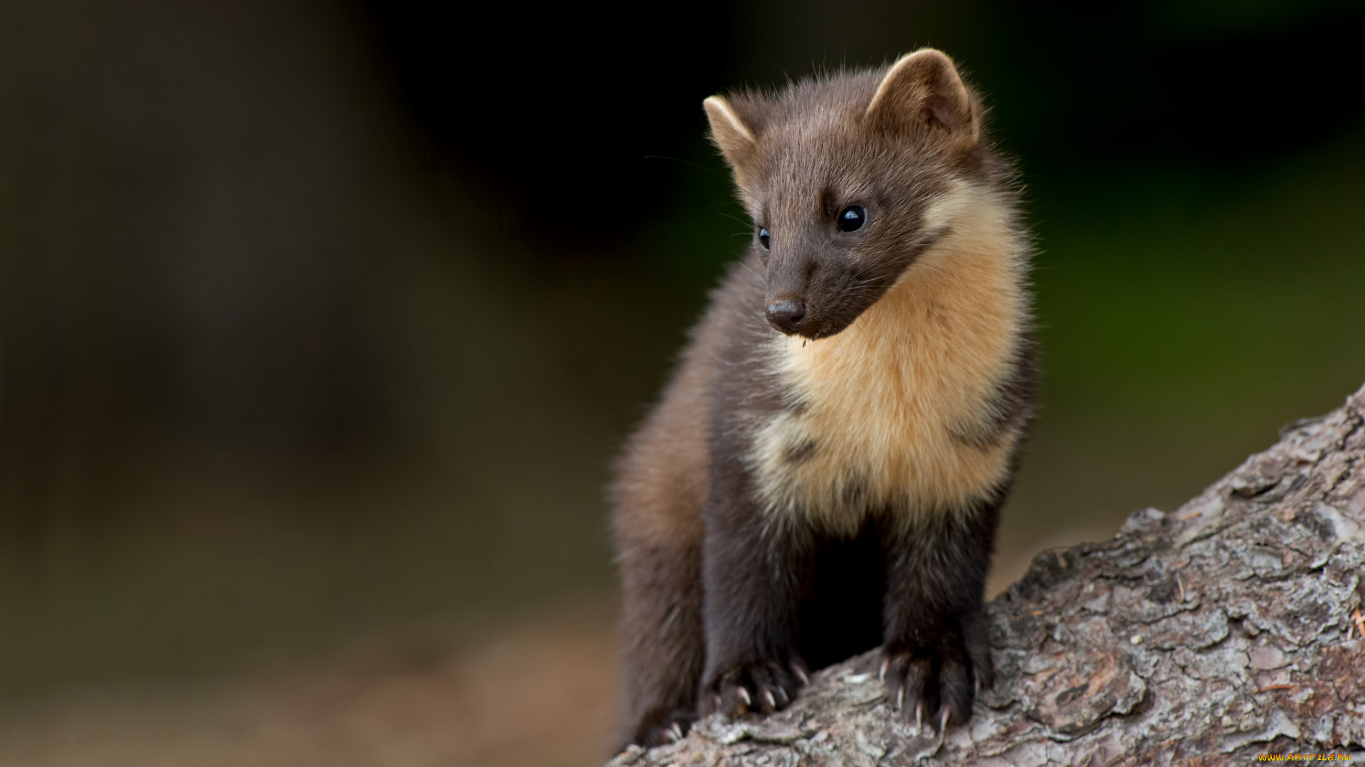 животные, хорьки, , куницы, , горностаи, , ласки, , соболи, хищник