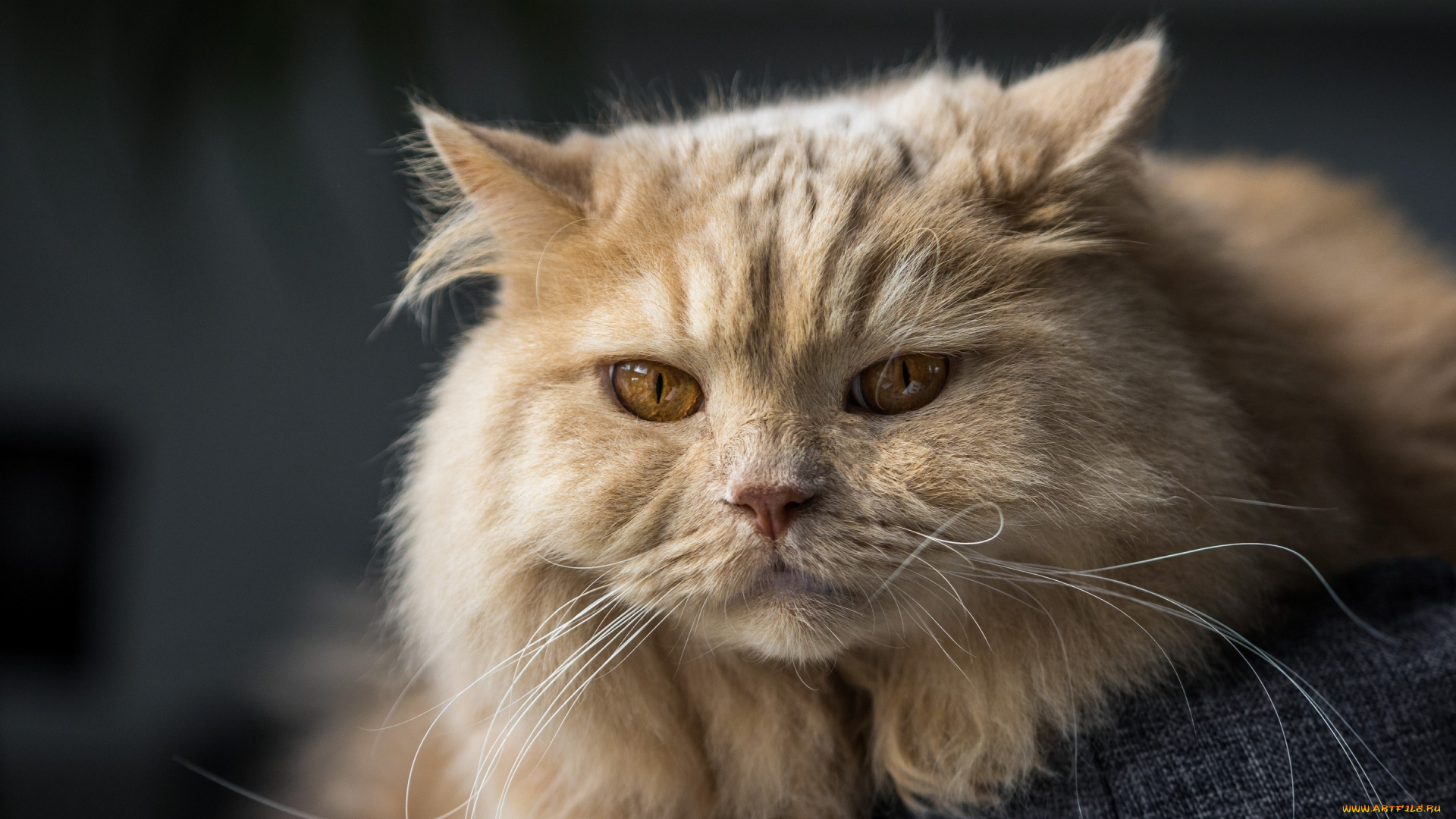 животные, коты, кот, кошка, взгляд, мордочка, британская, длинношёрстная