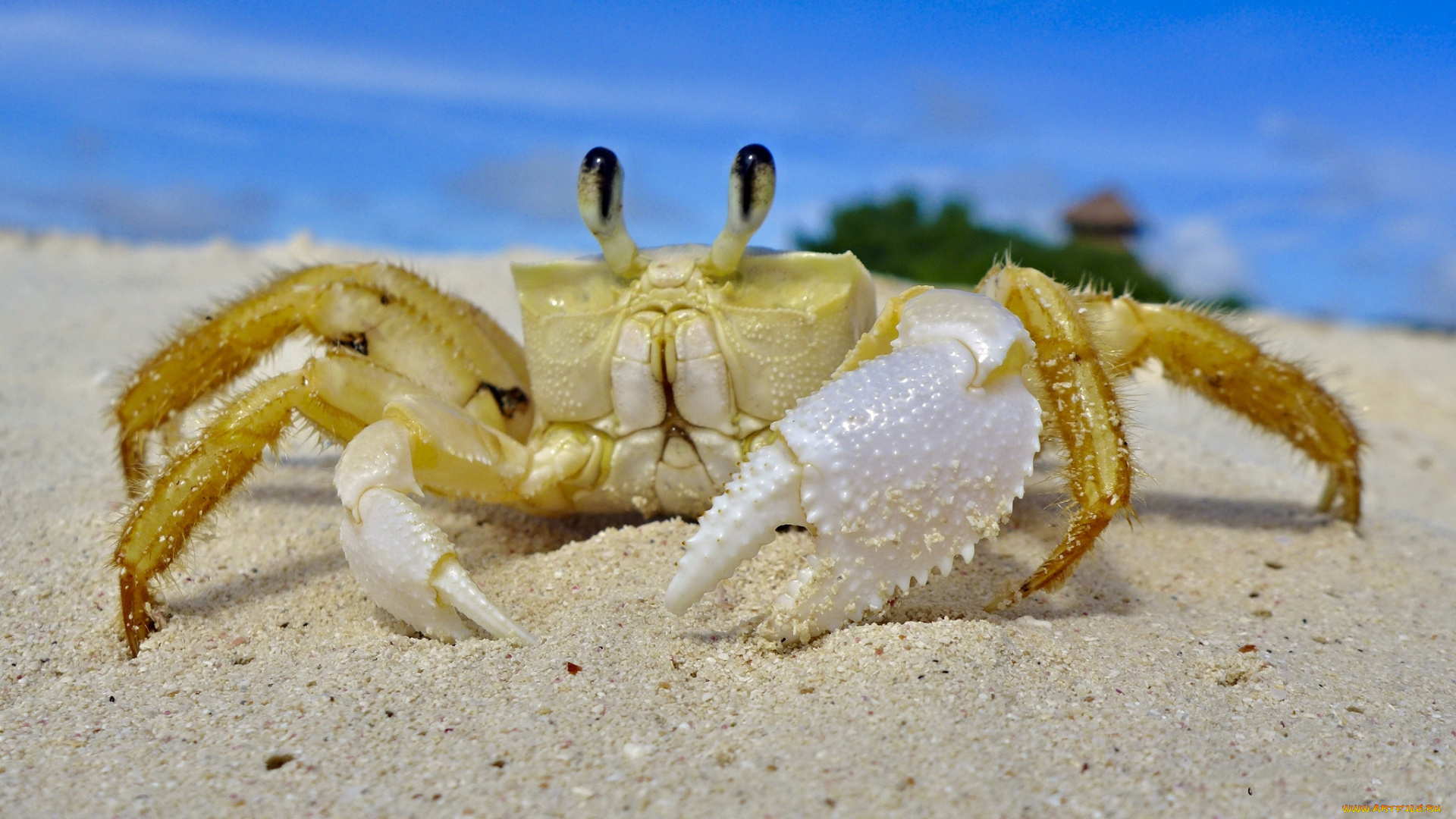 животные, крабы, , раки, краб