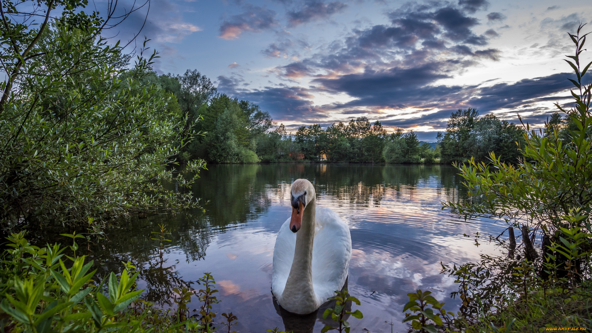 животные, лебеди, птичка