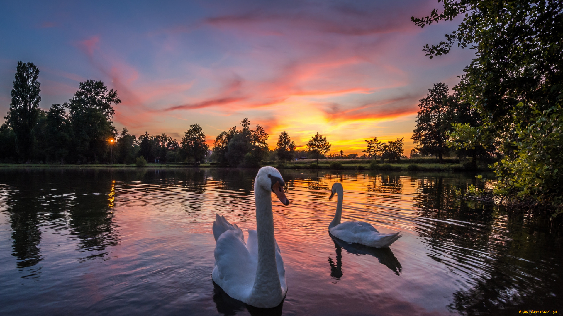 животные, лебеди, птичка