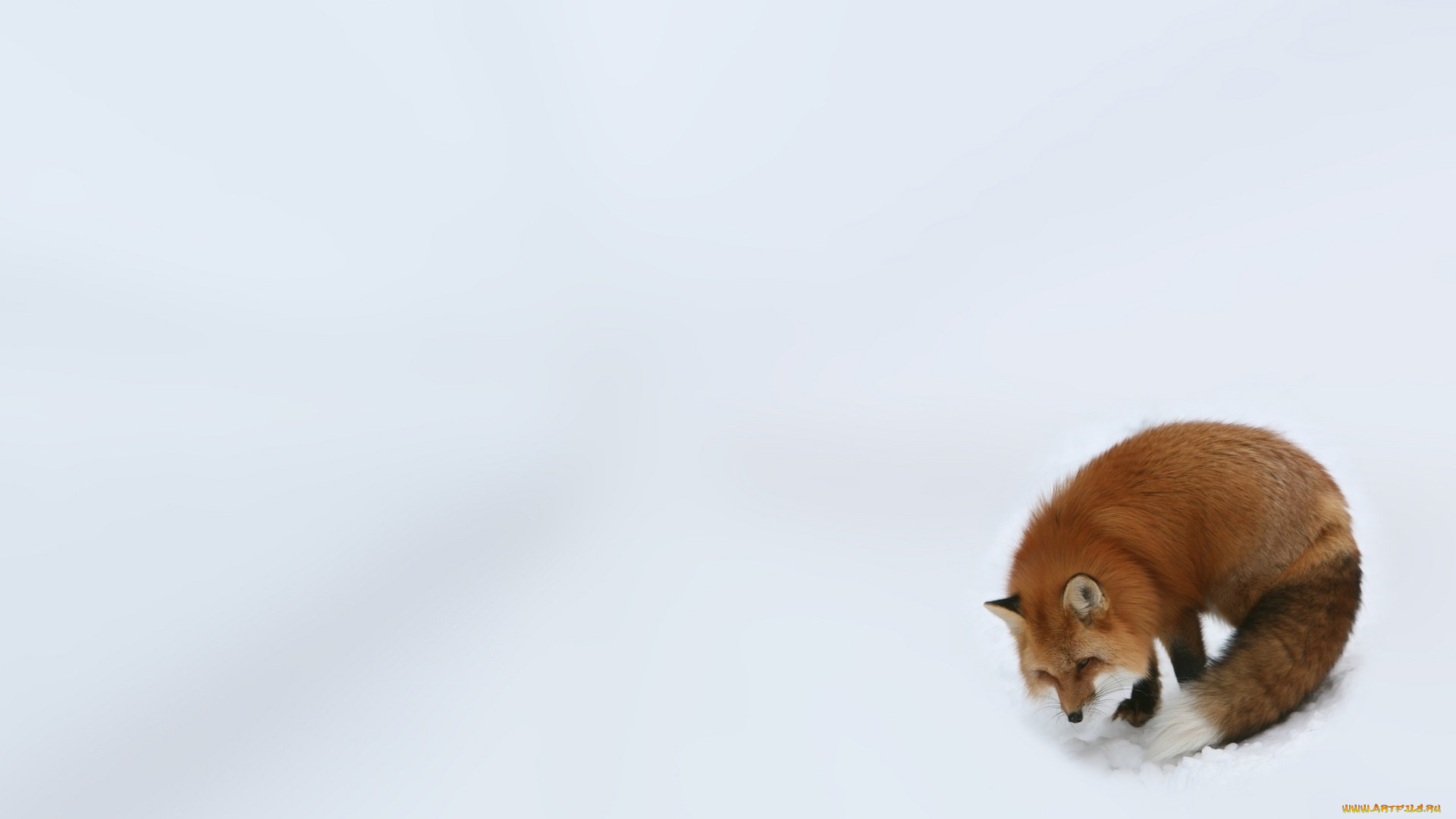 животные, лисы, снег, лиса