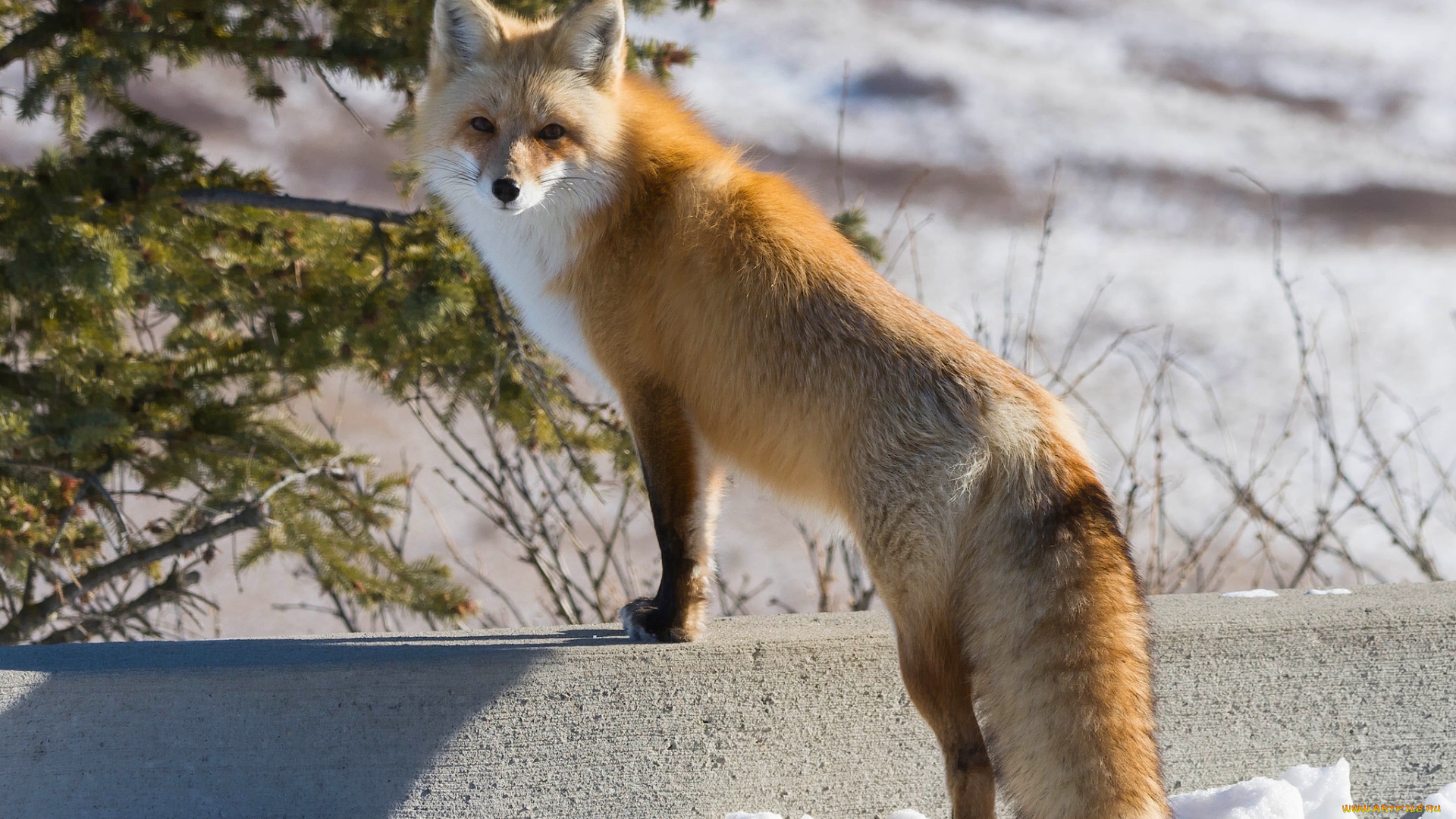животные, лисы, взгляд, лиса, рыжая, зима