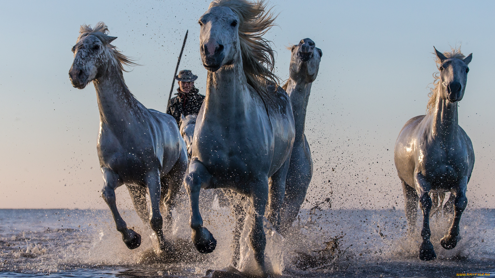 животные, лошади, брызги, вода, кони