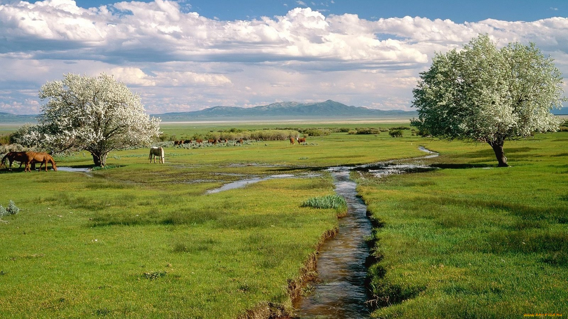 животные, лошади, цветение, деревья, горы, облака, ручей, трава, пастбище, табун