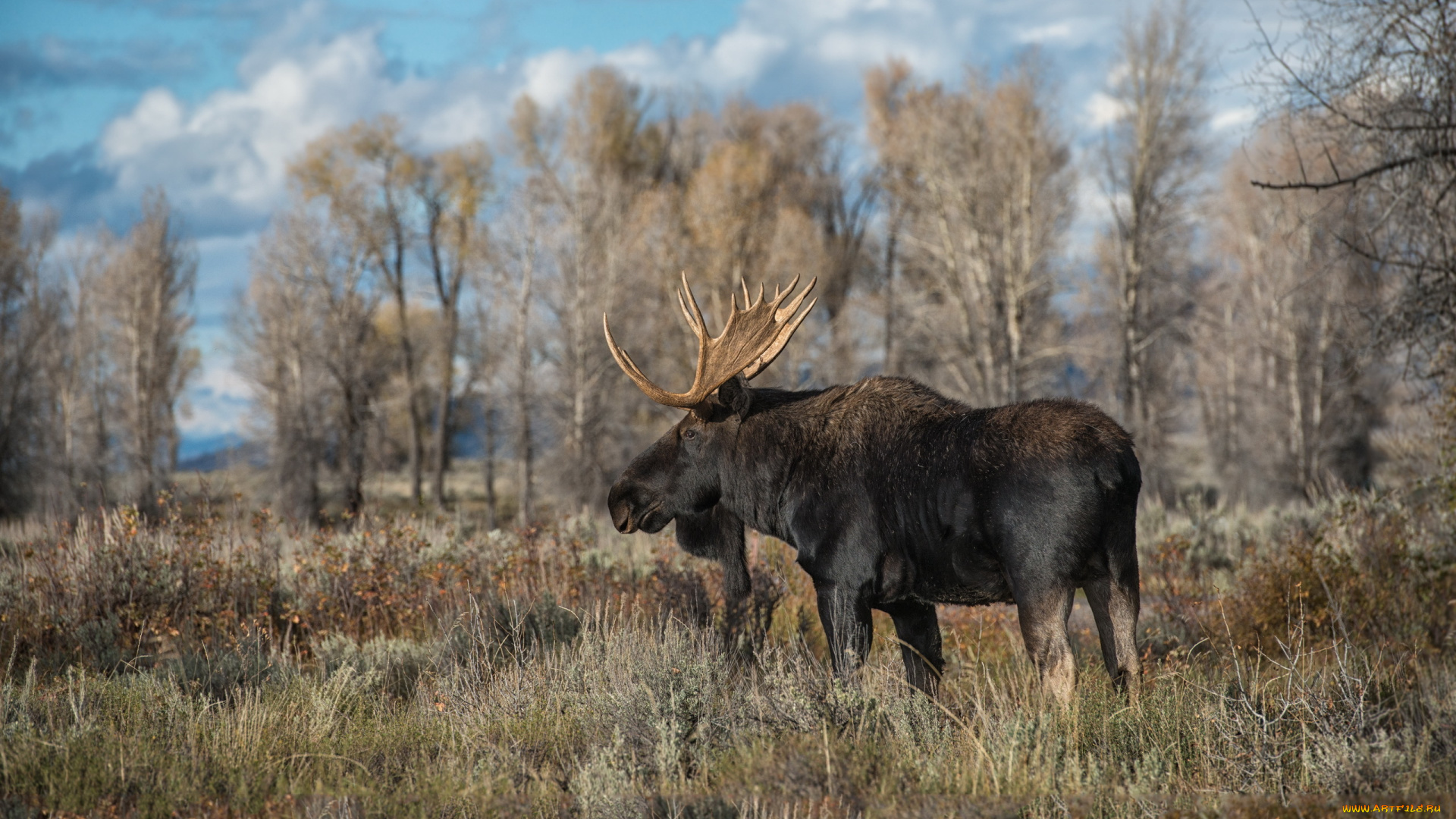 животные, лоси, лось