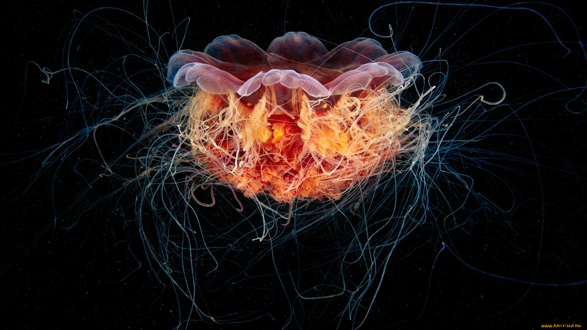 животные, медузы, цианея, щупальца, медуза