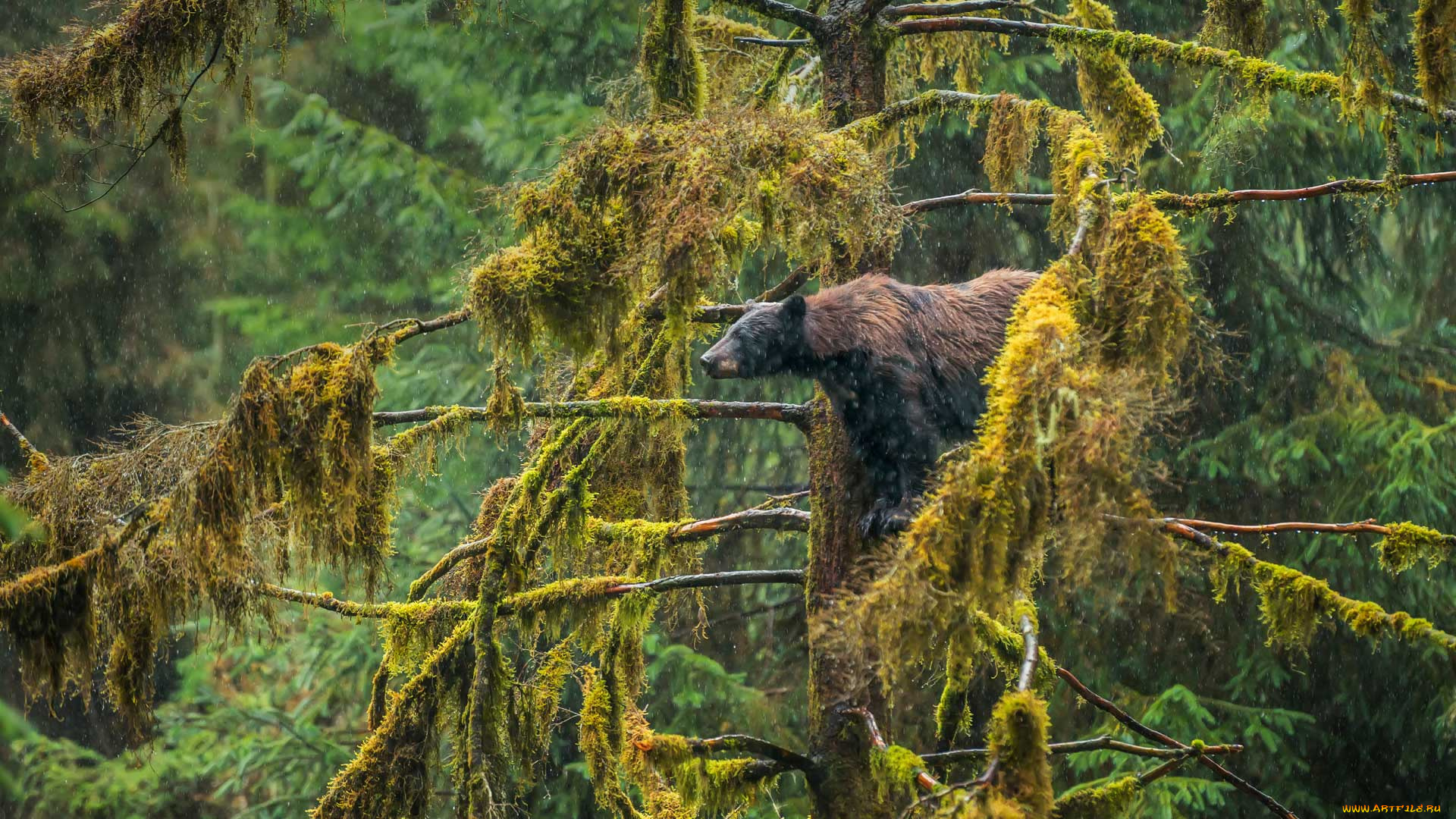 животные, медведи, медведь