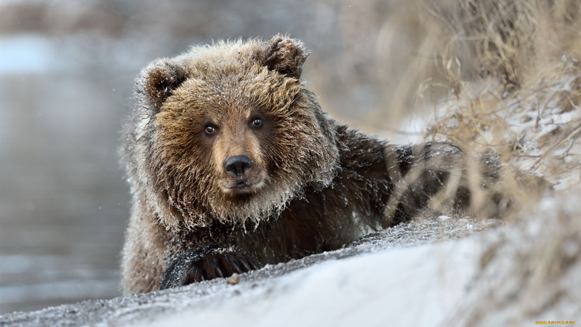 животные, медведи, снег, хищник, зима, медведь, бурый