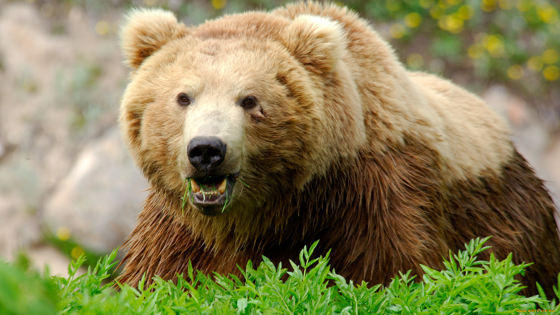 животные, медведи, трава, хищник, кусты, бурый, медведь