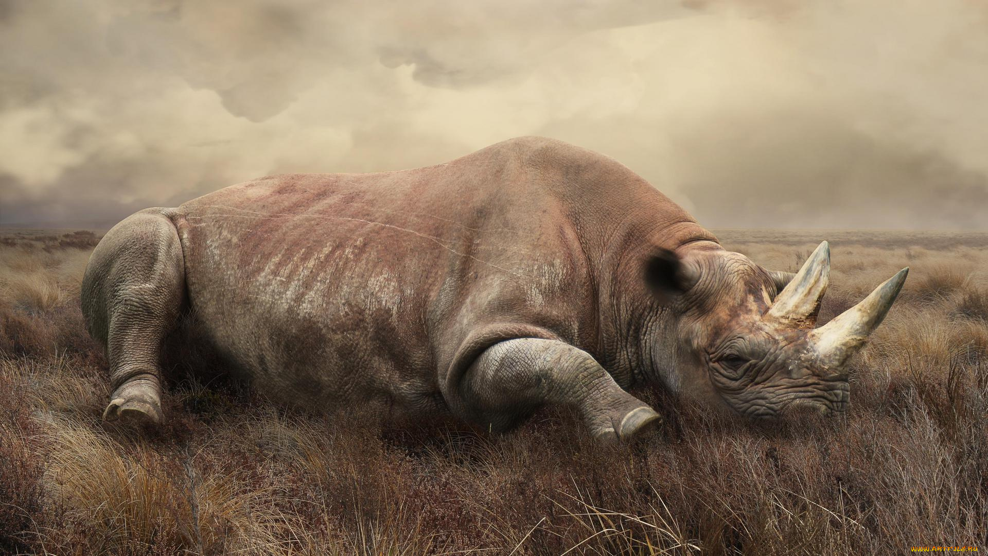 животные, носороги, носорог