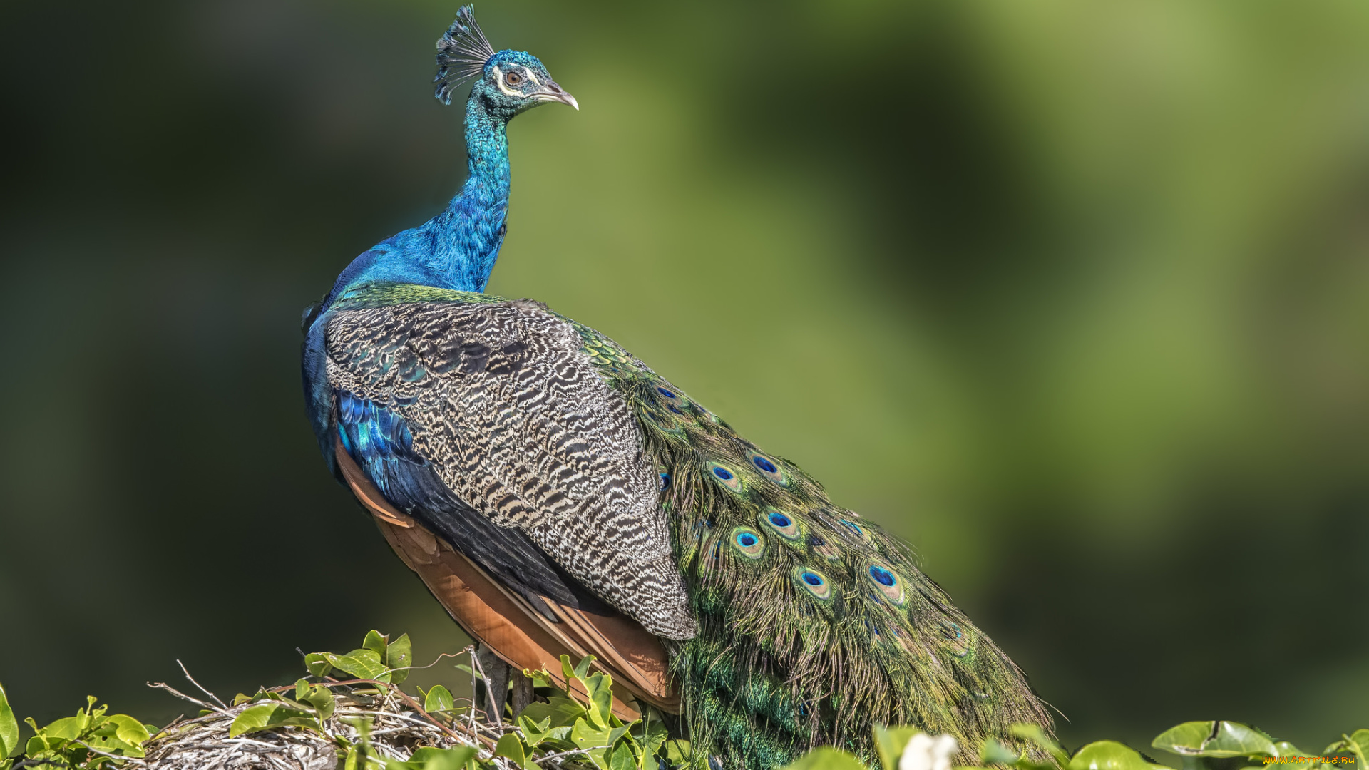 животные, павлины, птичка