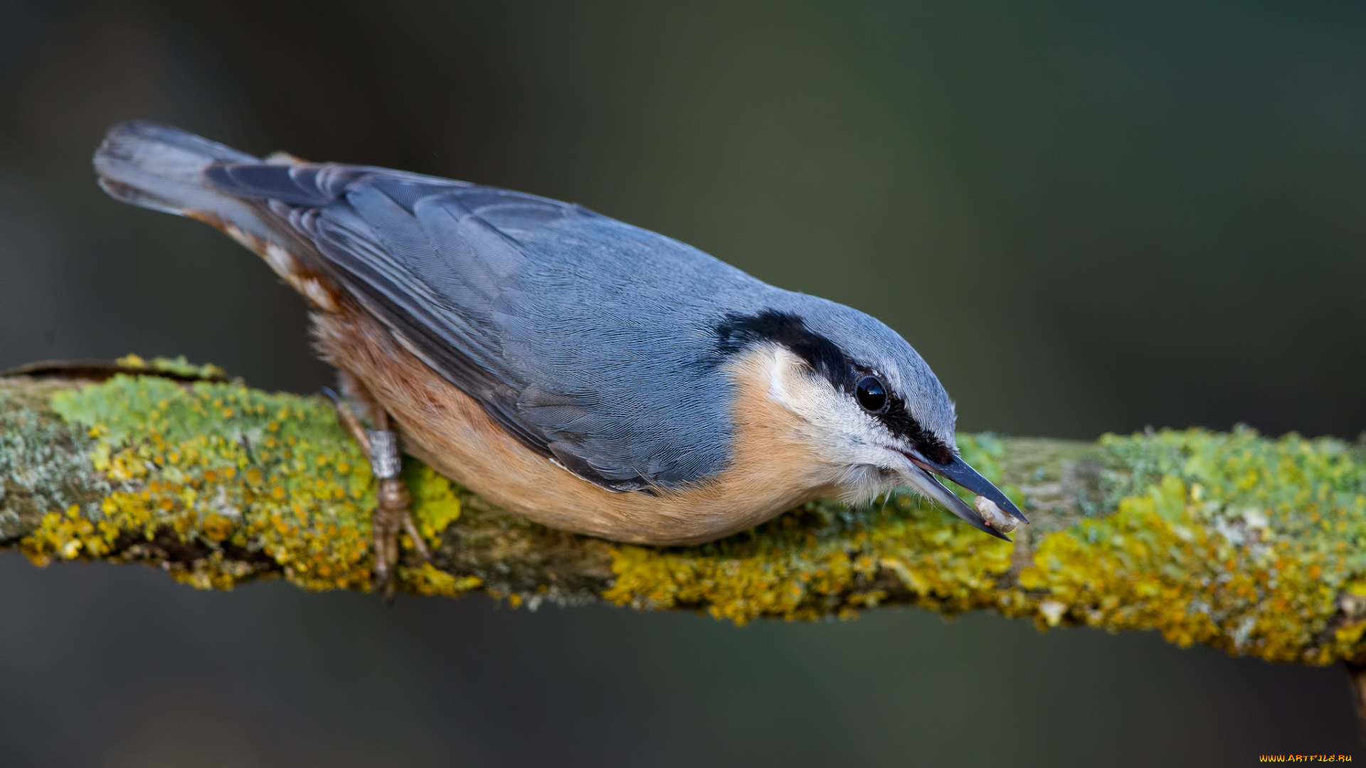 животные, поползни, птичка