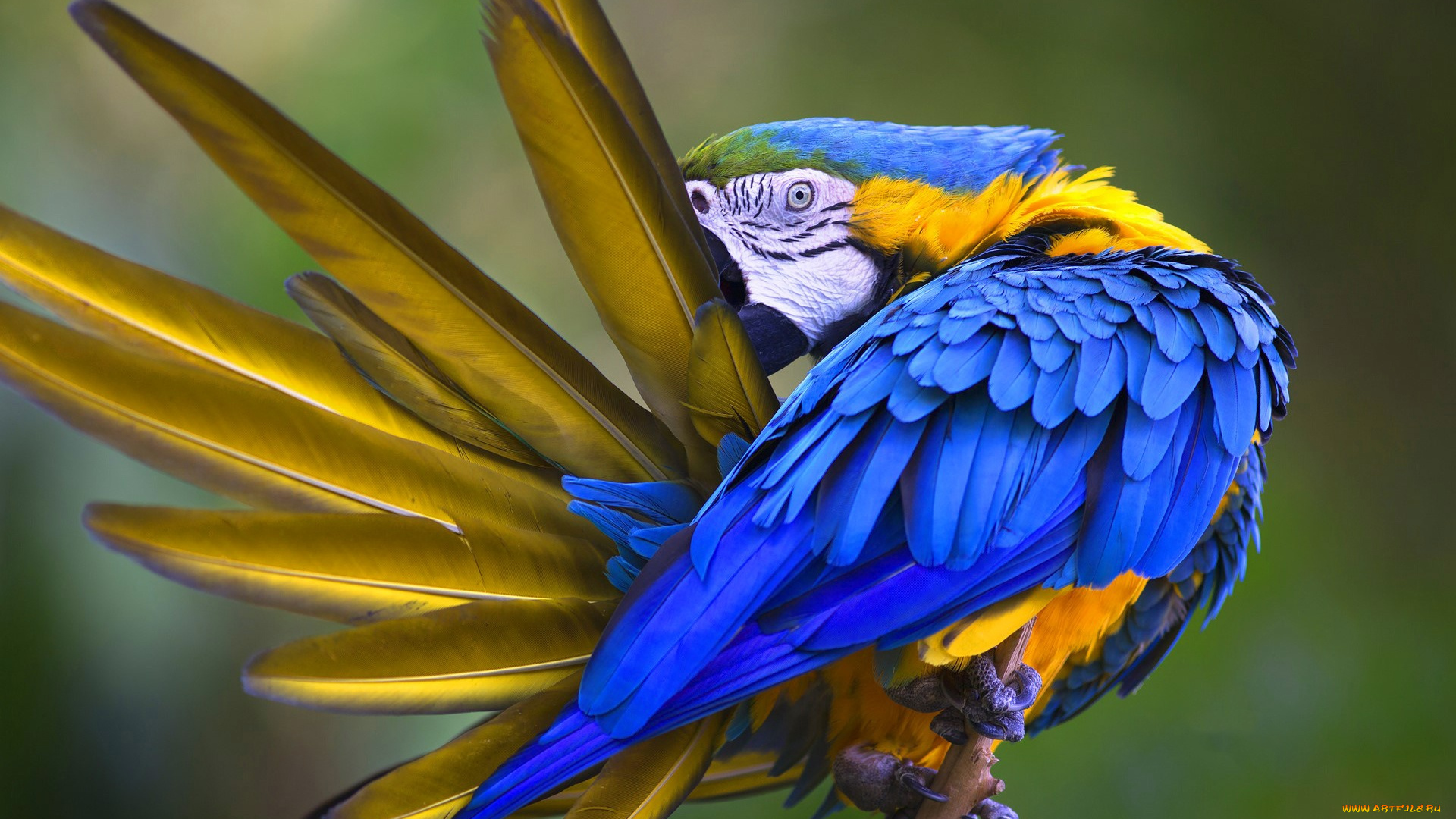 животные, попугаи, птица, попугай, перья, сине-жёлтый, ара