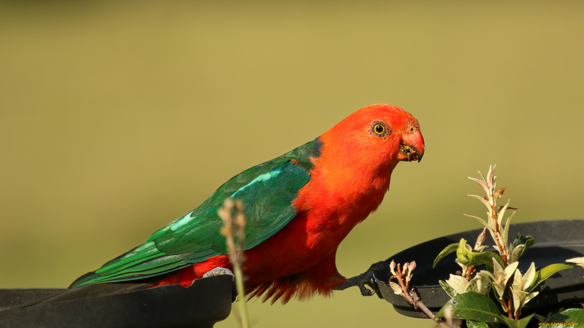 животные, попугаи, птичка