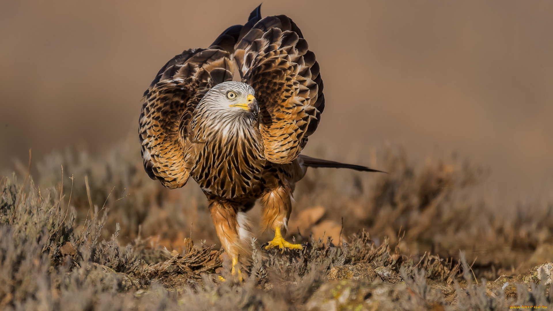 животные, птицы, -, хищники, птичка