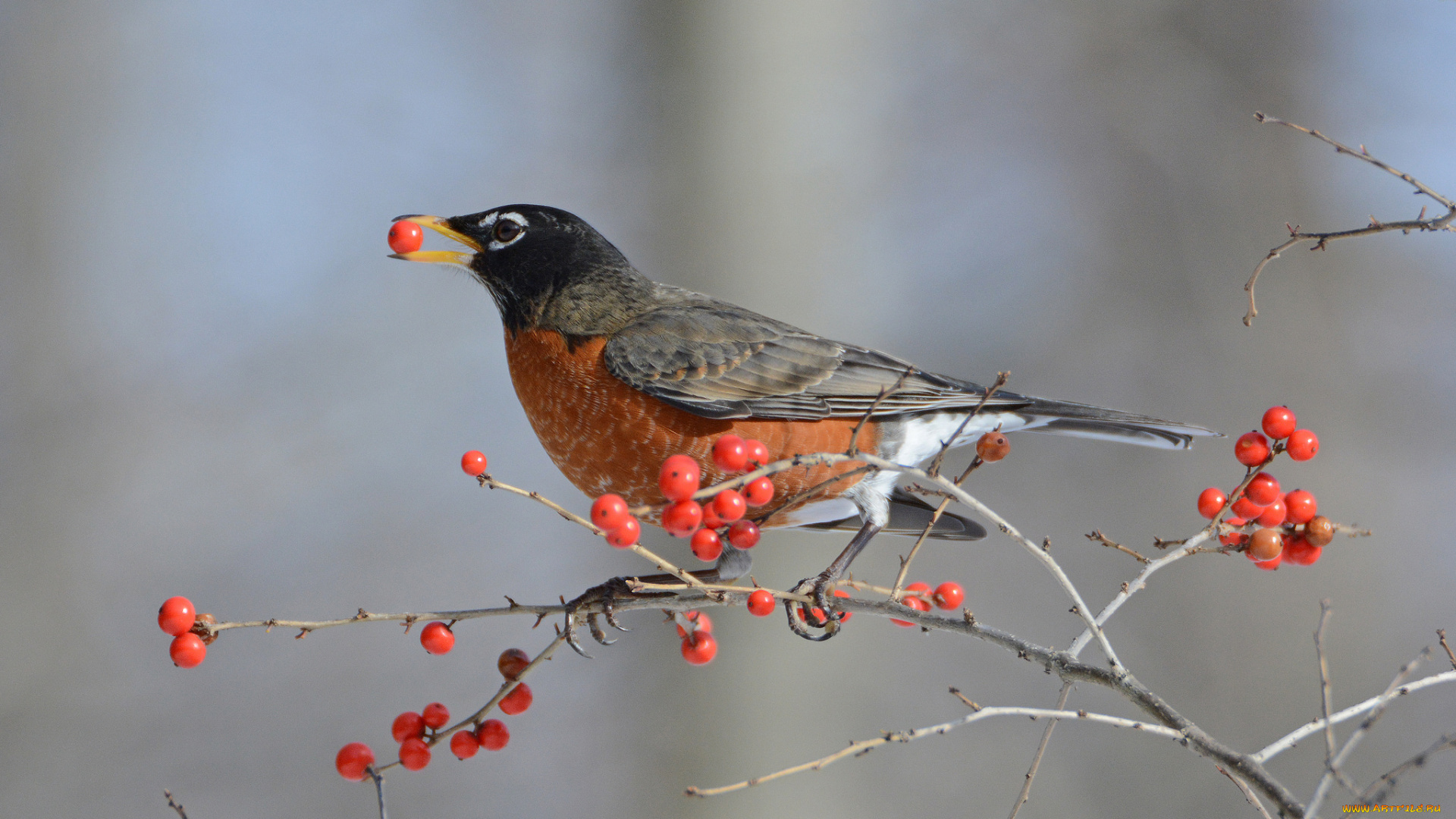 животные, птицы, птичка