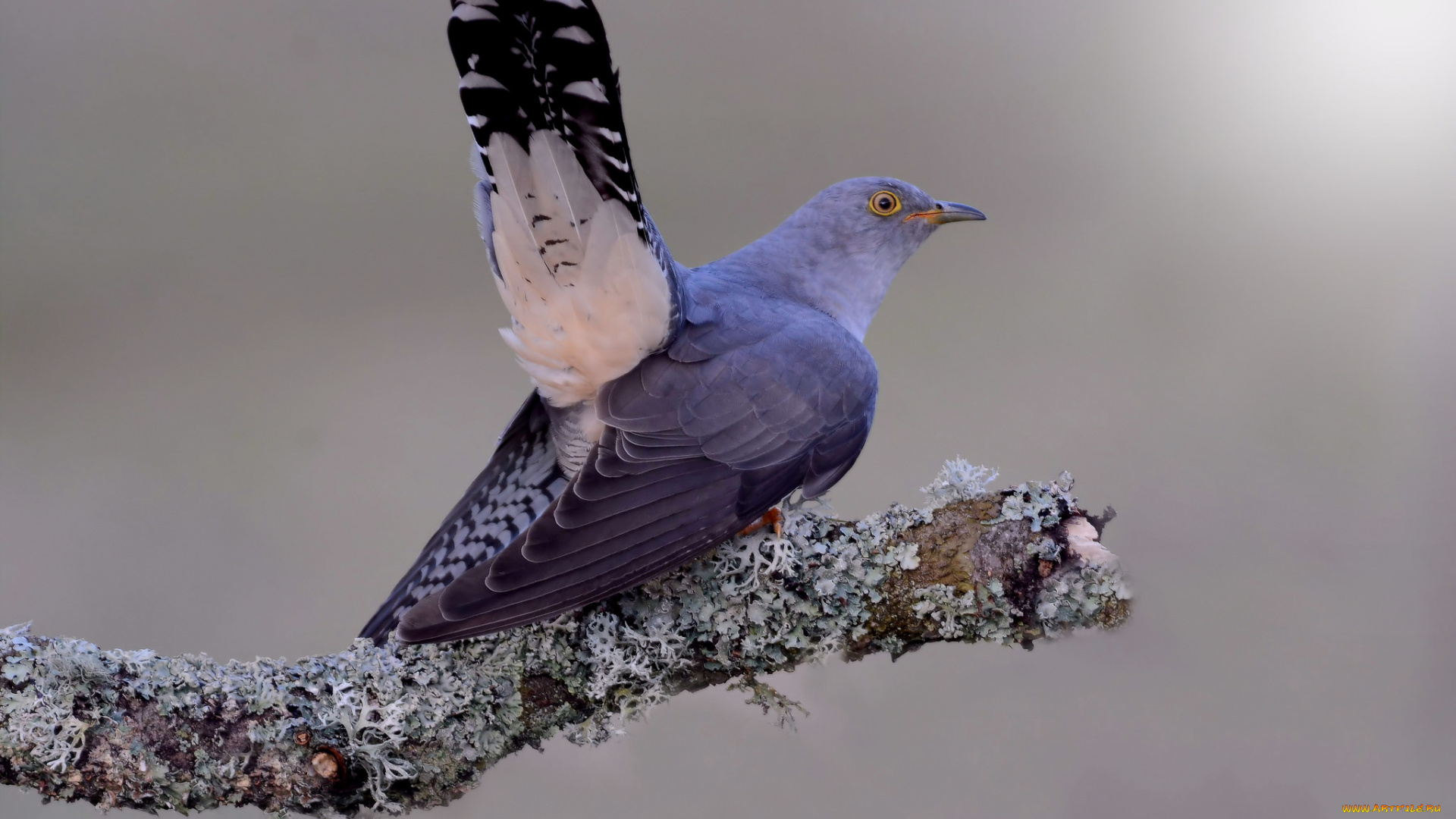 животные, птицы, птичка