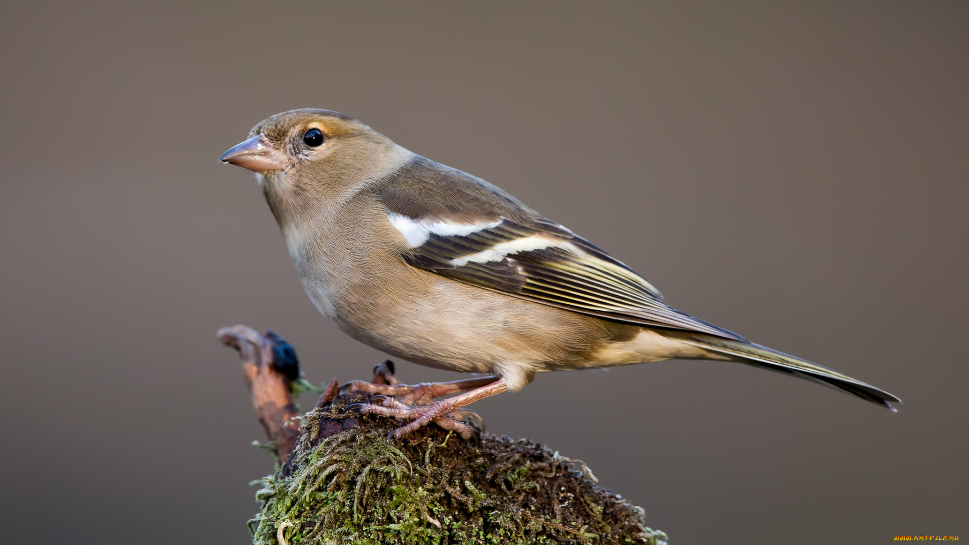 животные, птицы, птичка