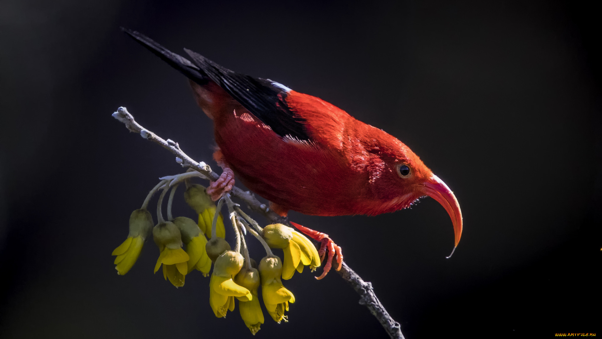 животные, птицы, птичка