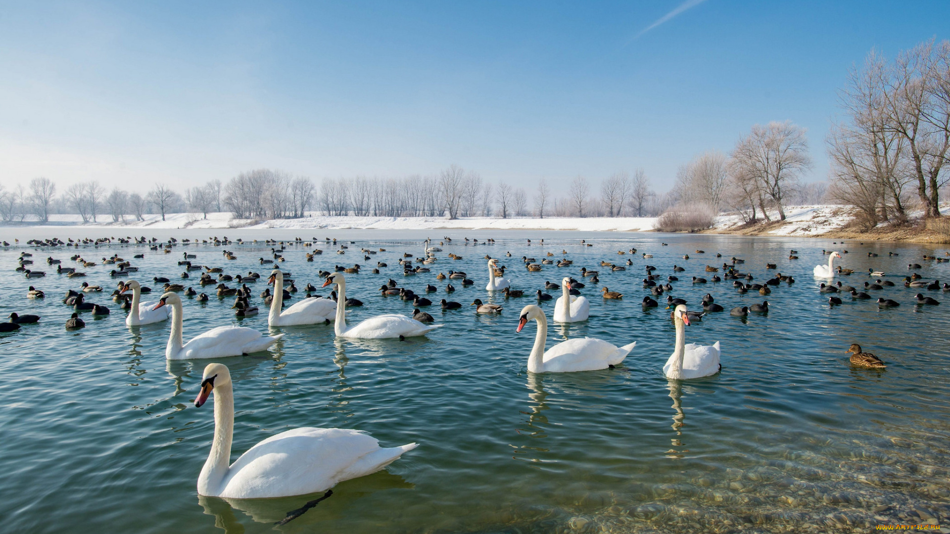 животные, разные, вместе, птичка