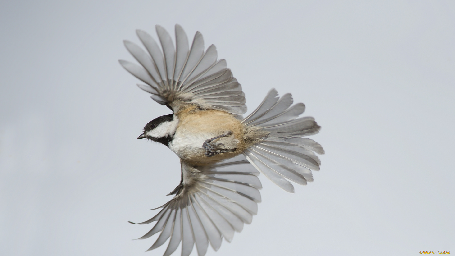 животные, синицы, , лазоревки, птичка