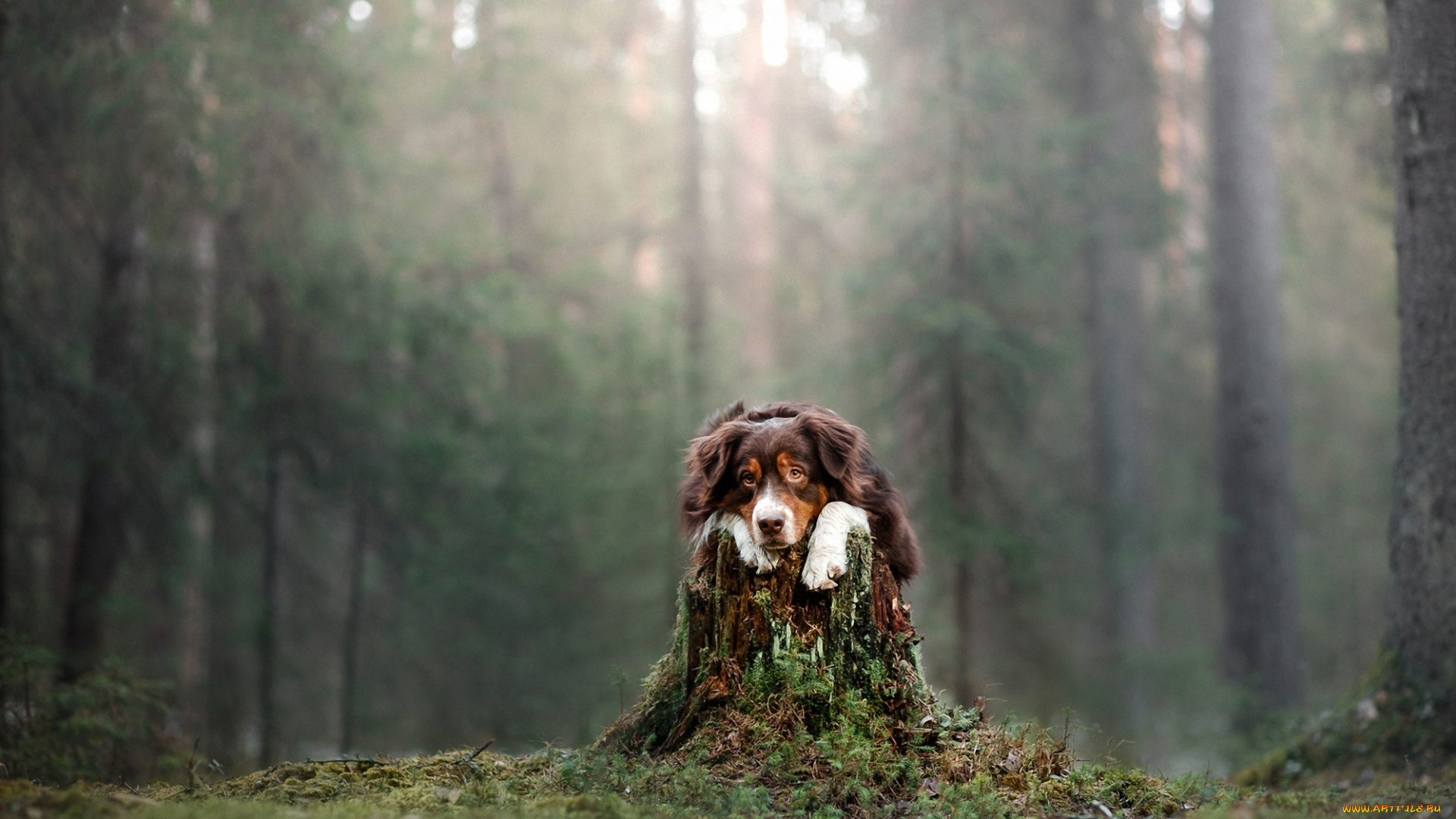животные, собаки, лес, собака, взгляд