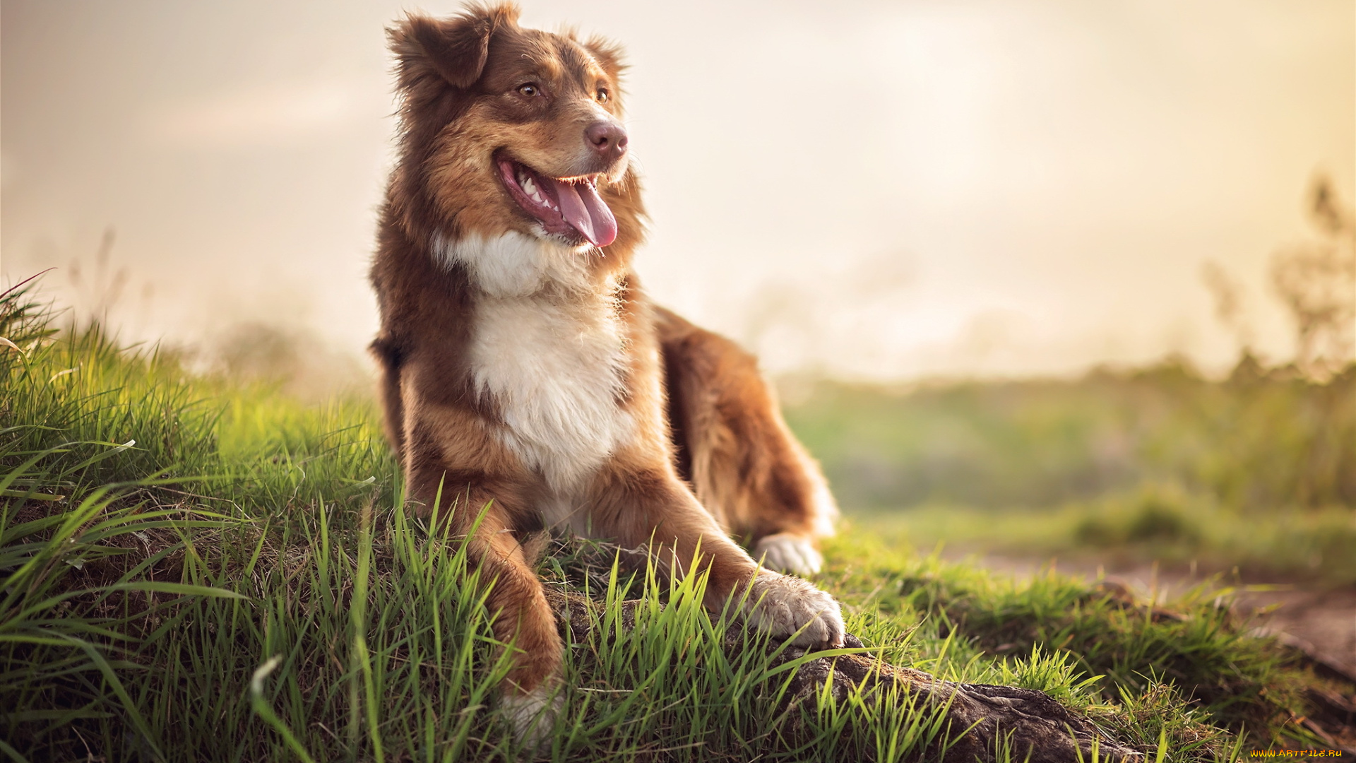 животные, собаки, собака, взгляд