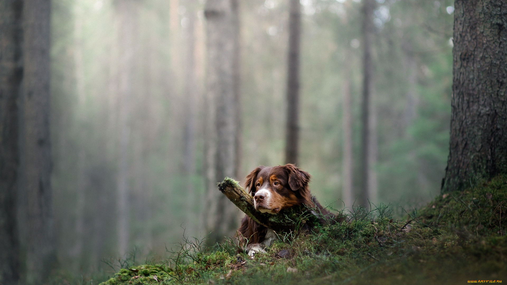 животные, собаки, взгляд, собака, лес