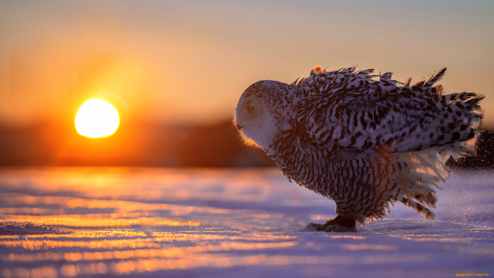 животные, совы, закат, снег, сова