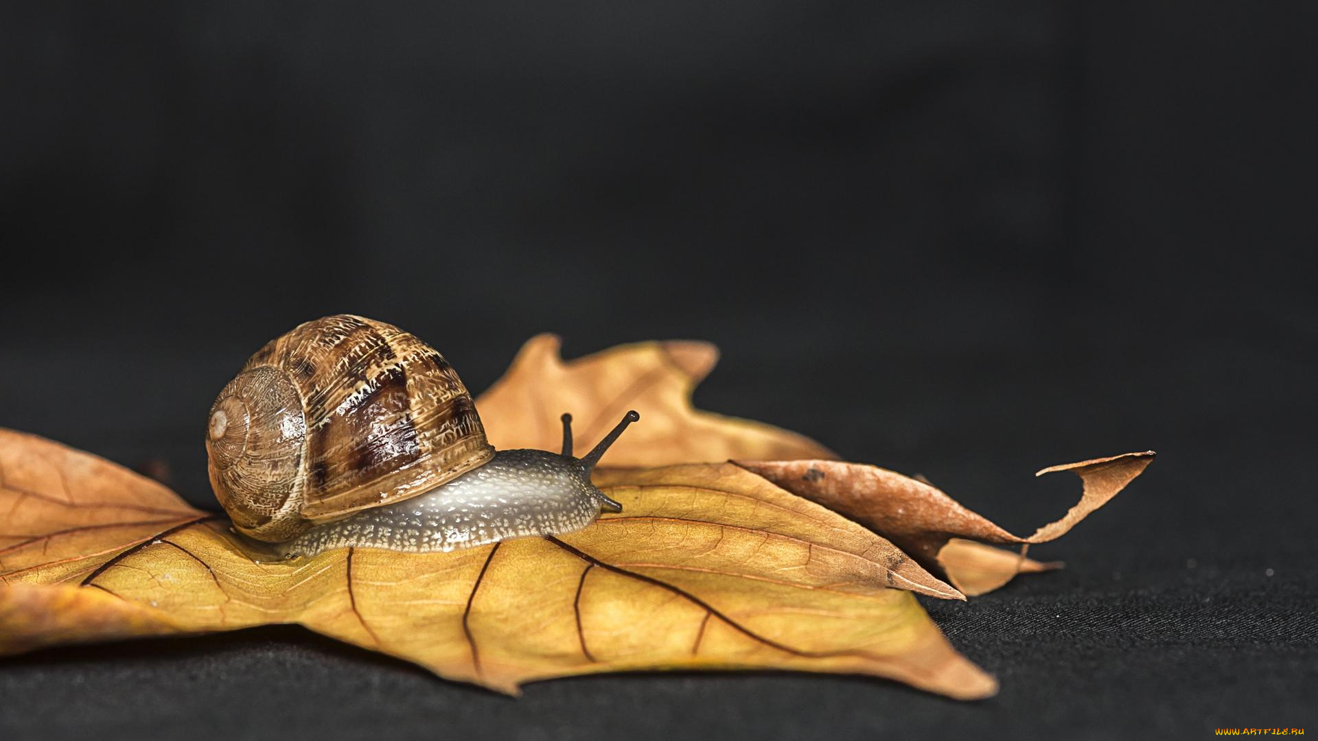 животные, улитки, улитка, лист, макро