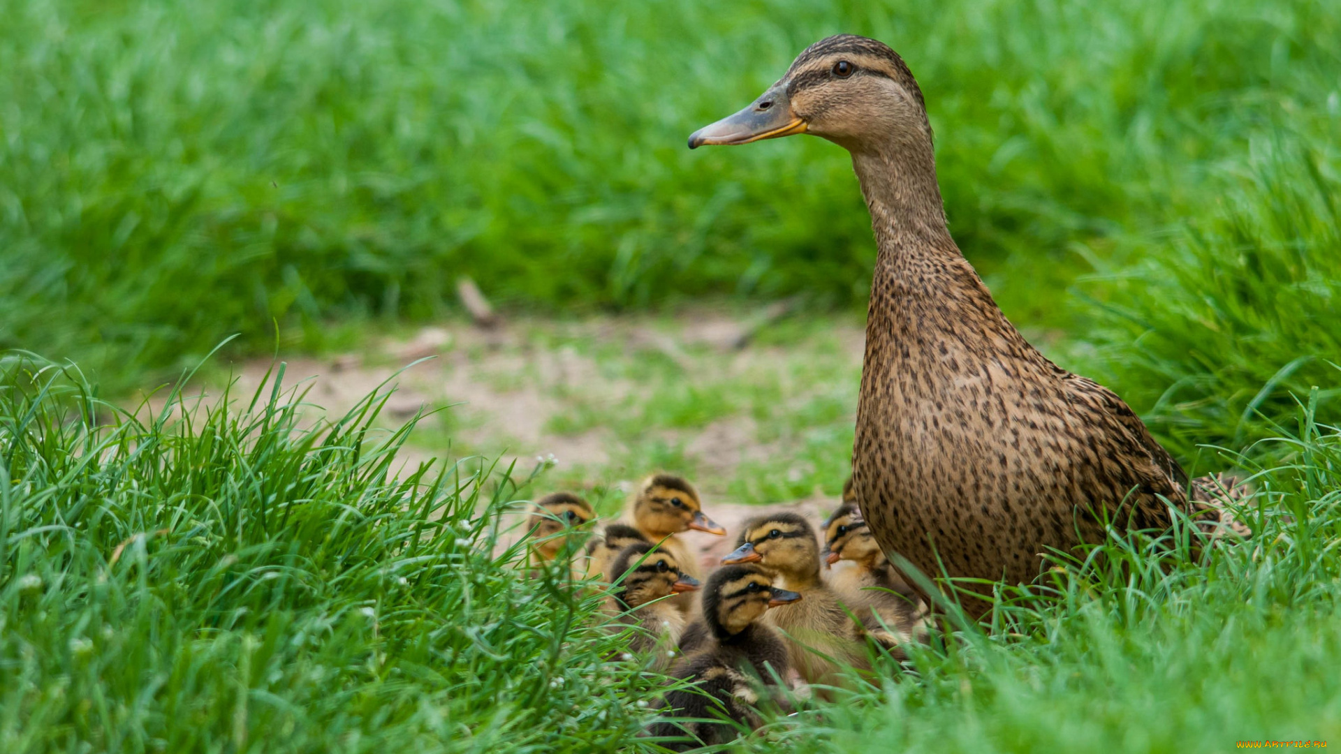 животные, утки, птичка