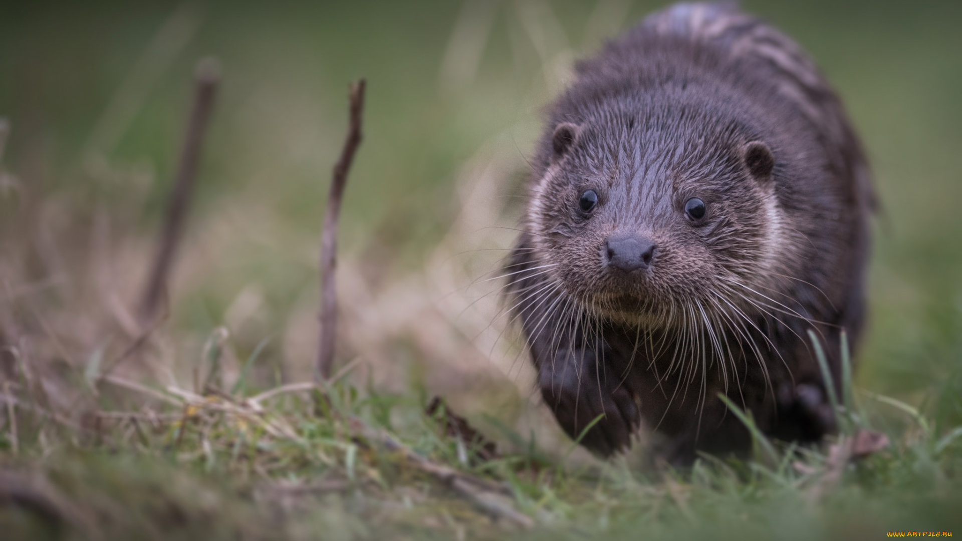 животные, выдры, , каланы, , ондатры, выдра
