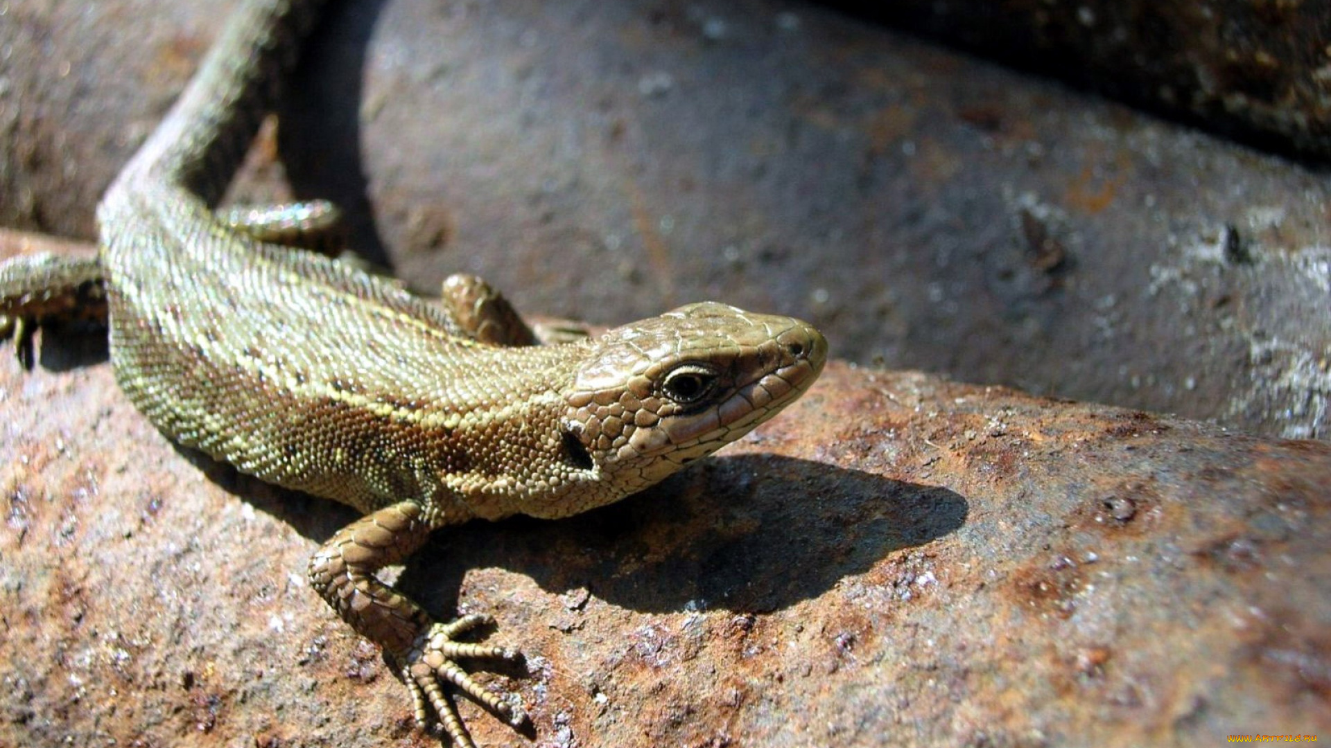 животные, Ящерицы, , игуаны, , вараны, ящерица, трубы