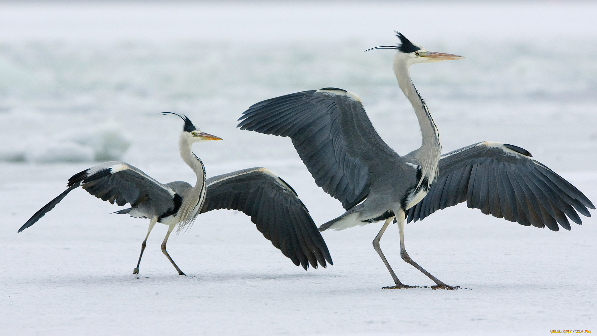 животные, журавли, японские