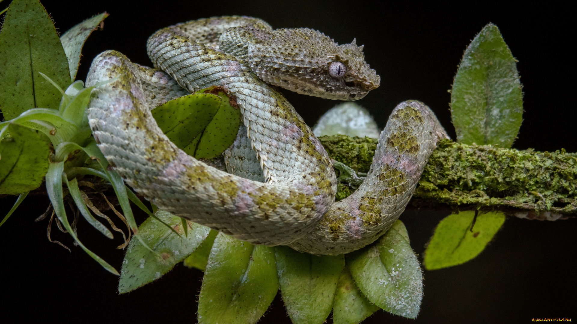 животные, змеи, , питоны, , кобры, змея