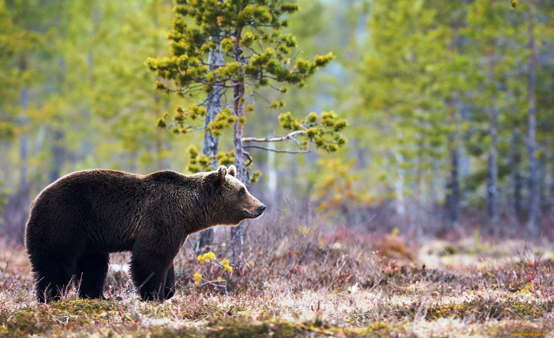 животные, медведи, поляна, медведь, бурый, лес
