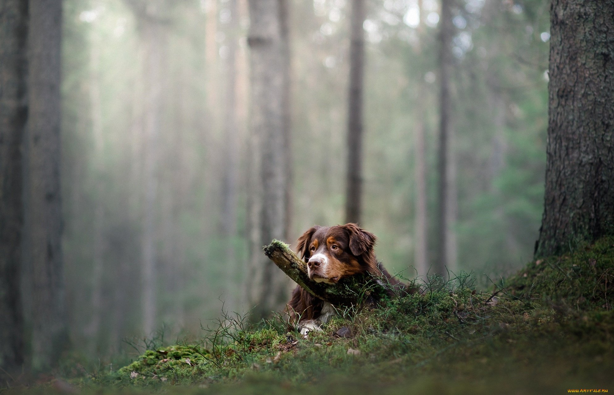 животные, собаки, взгляд, собака, лес