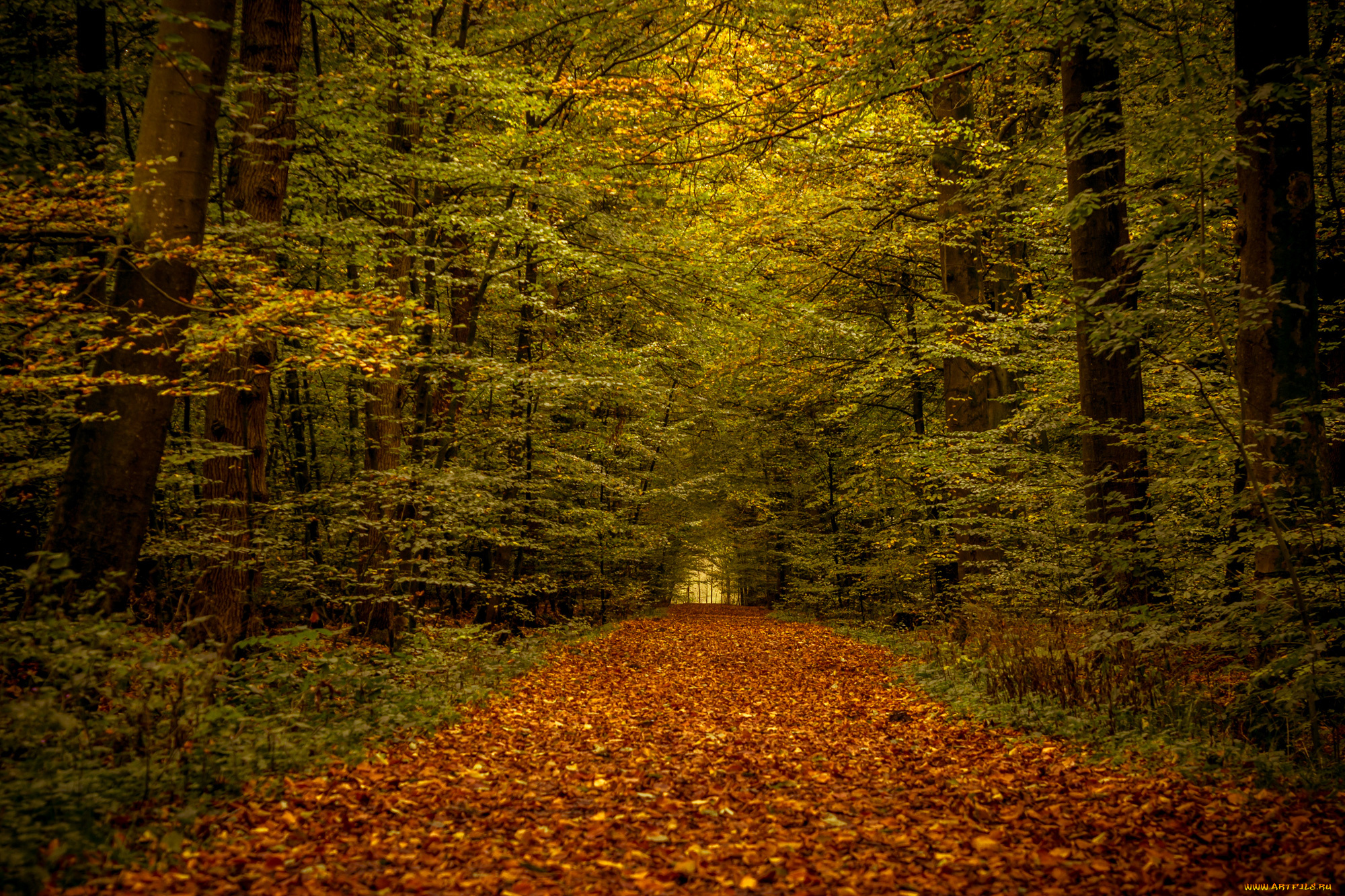 природа, дороги, тракт