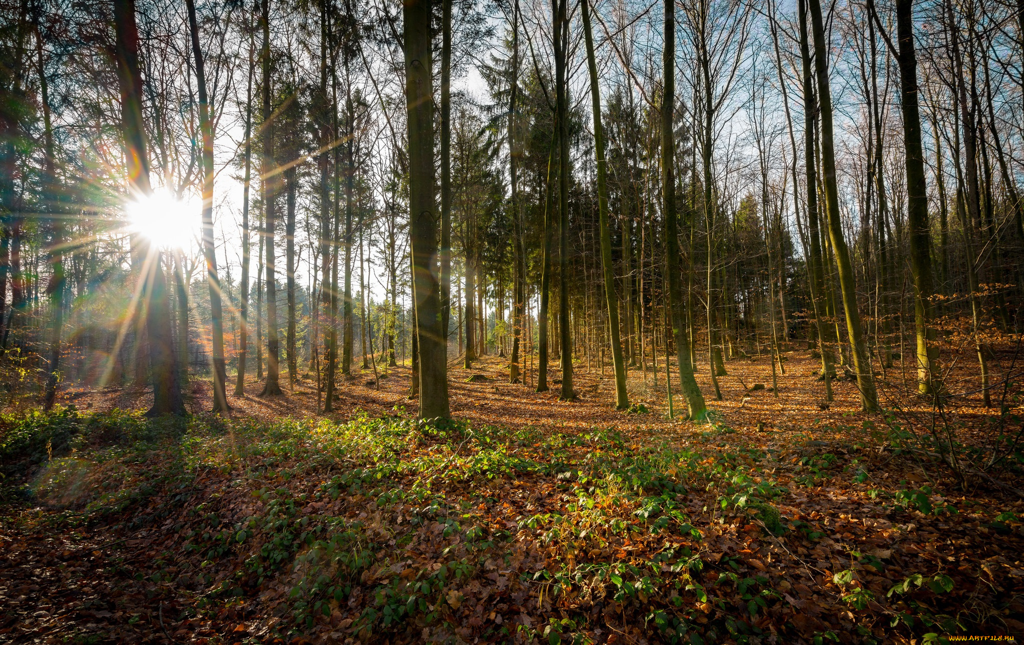 природа, лес, деревья