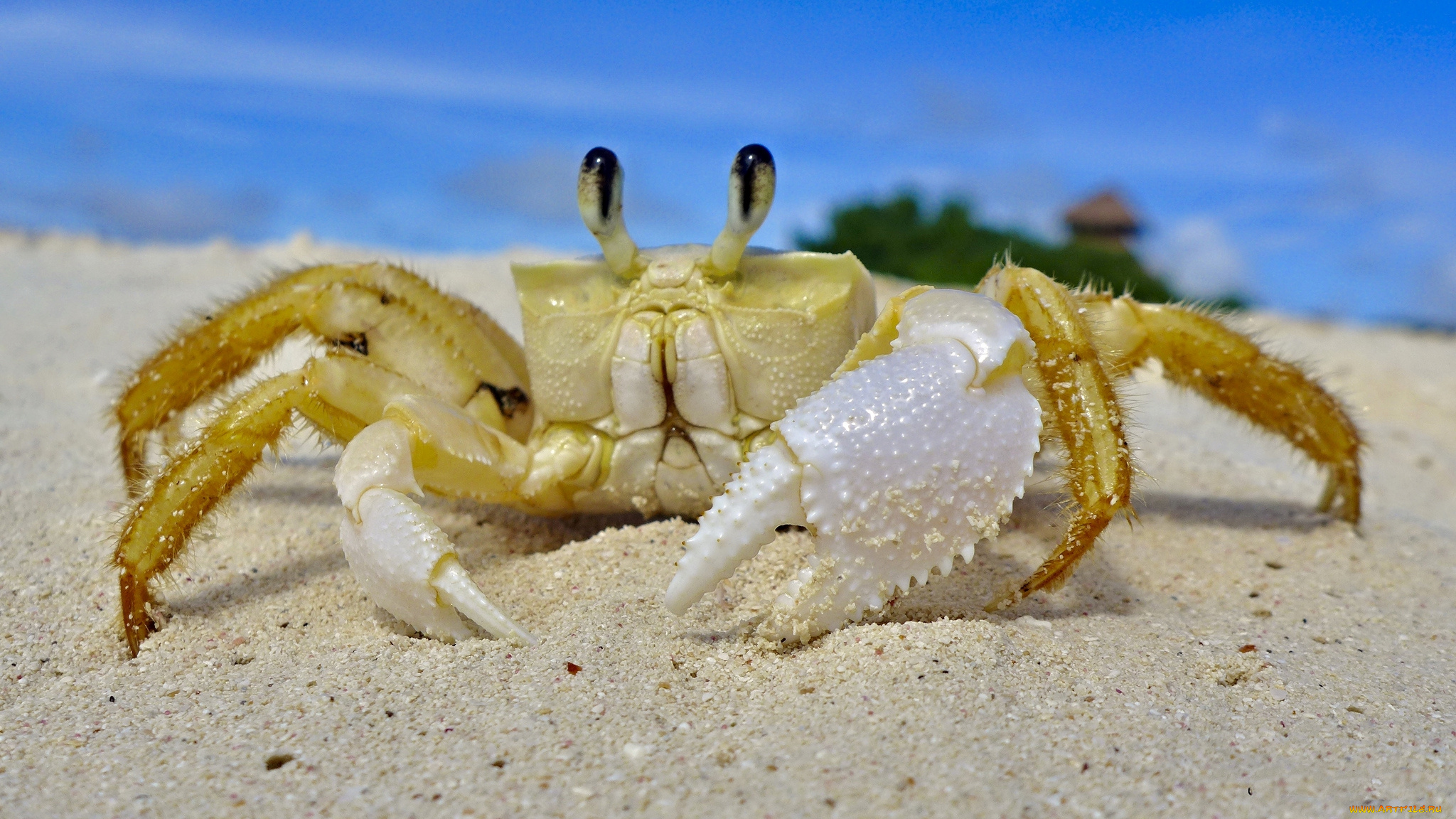 животные, крабы, , раки, краб