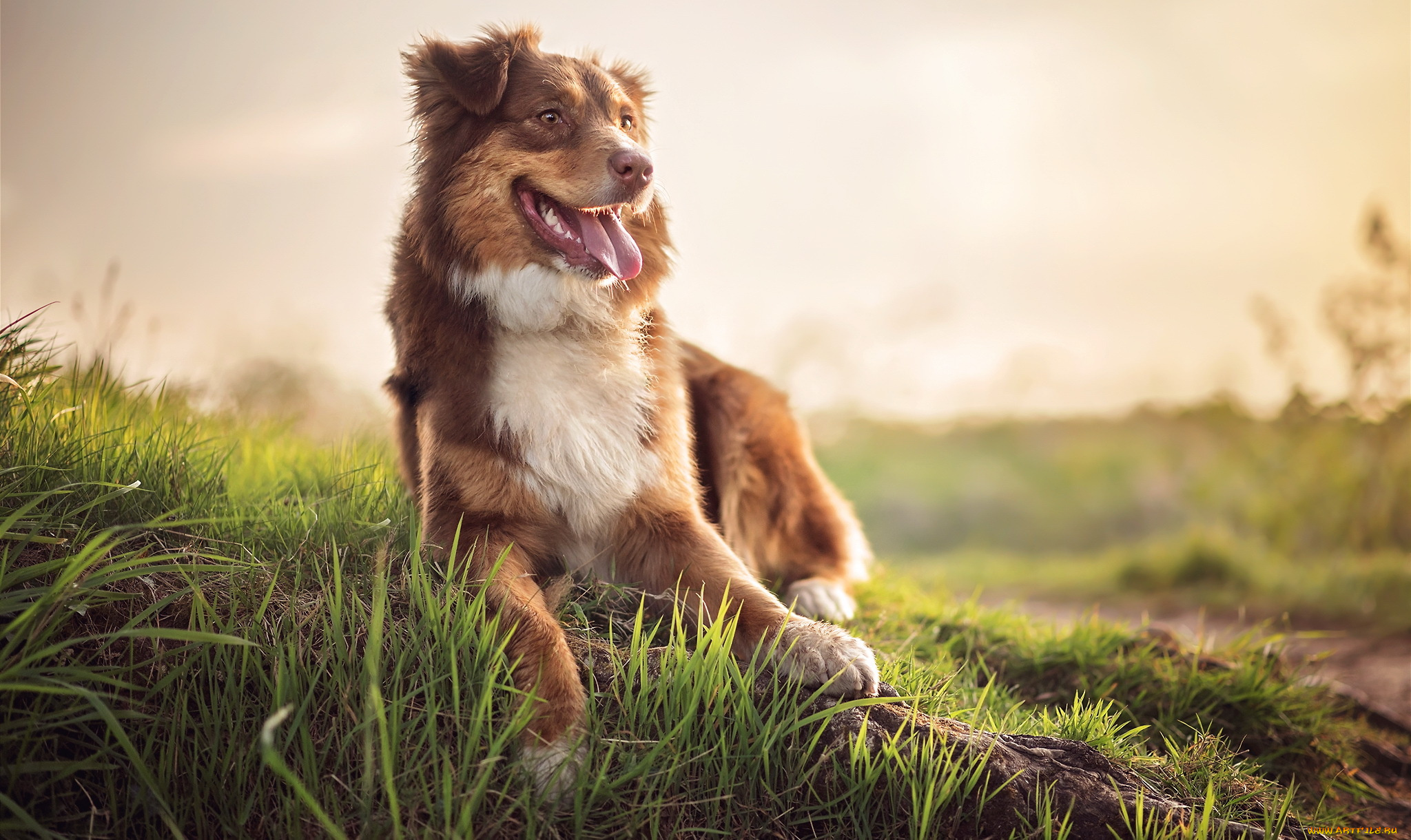 животные, собаки, собака, взгляд