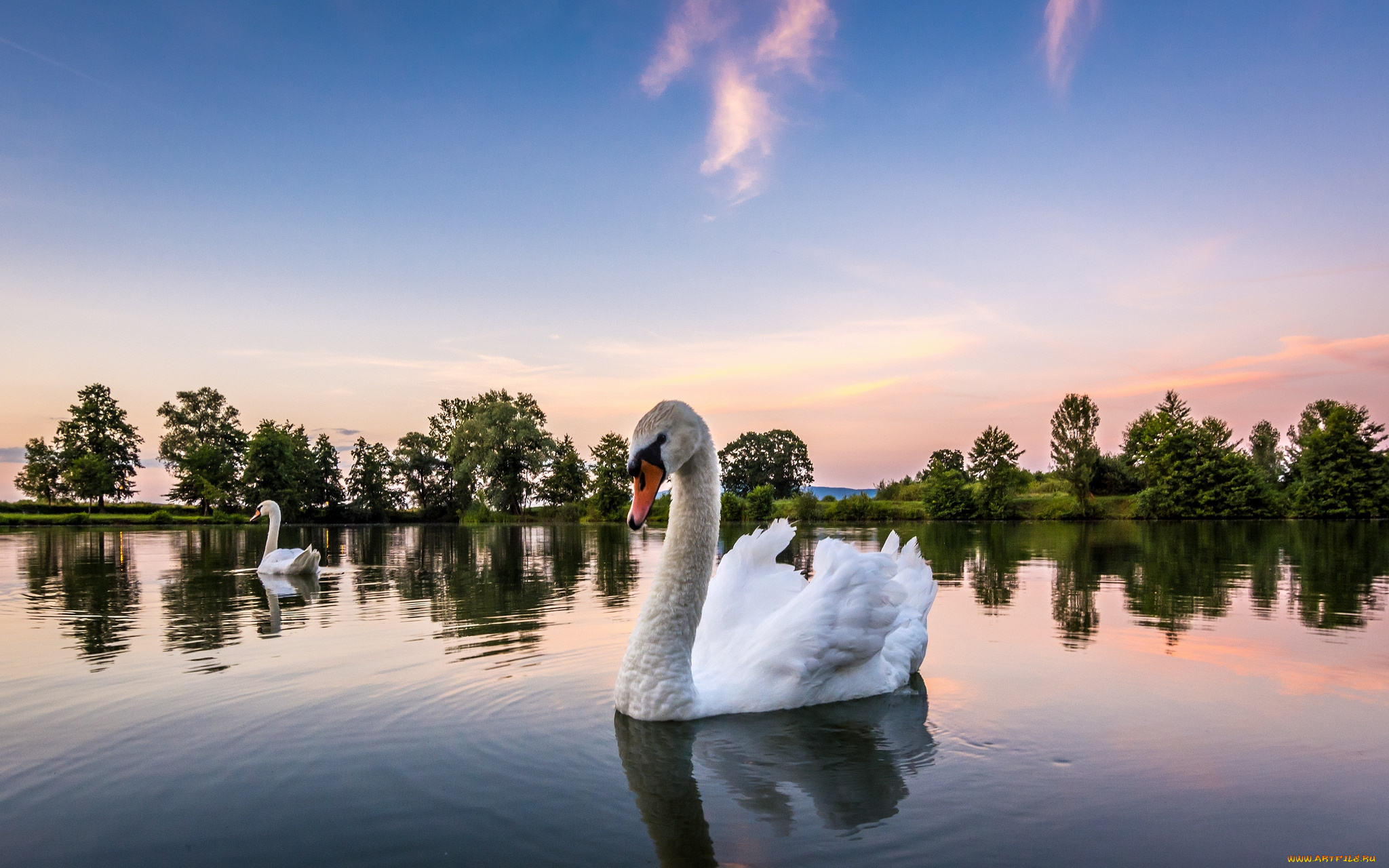 животные, лебеди, птичка